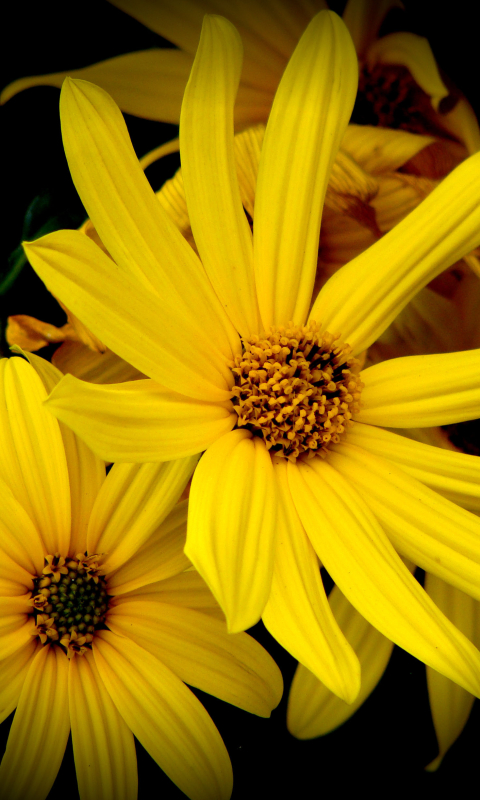 Download mobile wallpaper Flowers, Flower, Earth, Daisy, Yellow Flower for free.