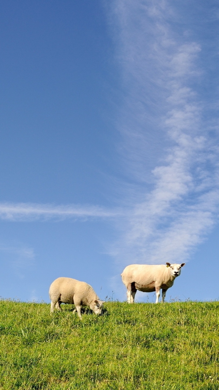Download mobile wallpaper Animal, Sheep for free.