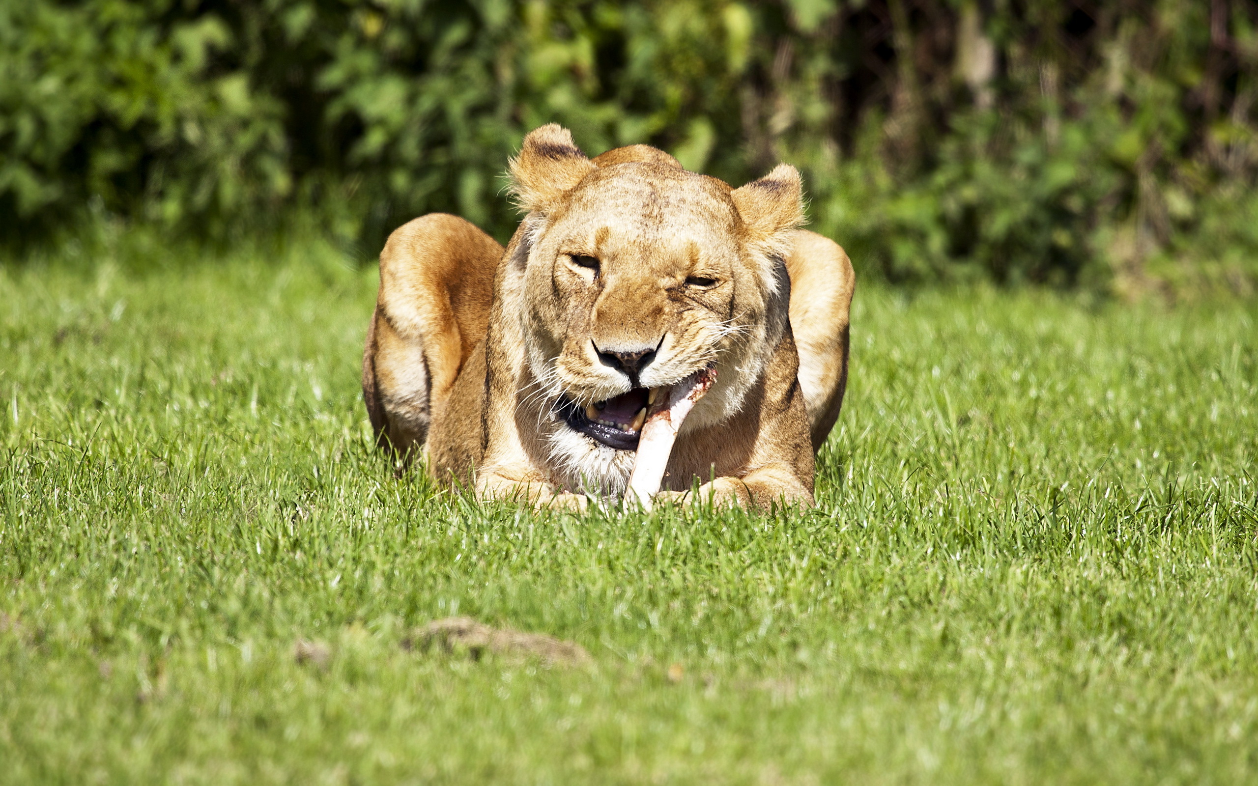 Descarga gratuita de fondo de pantalla para móvil de Animales, Gatos, León.