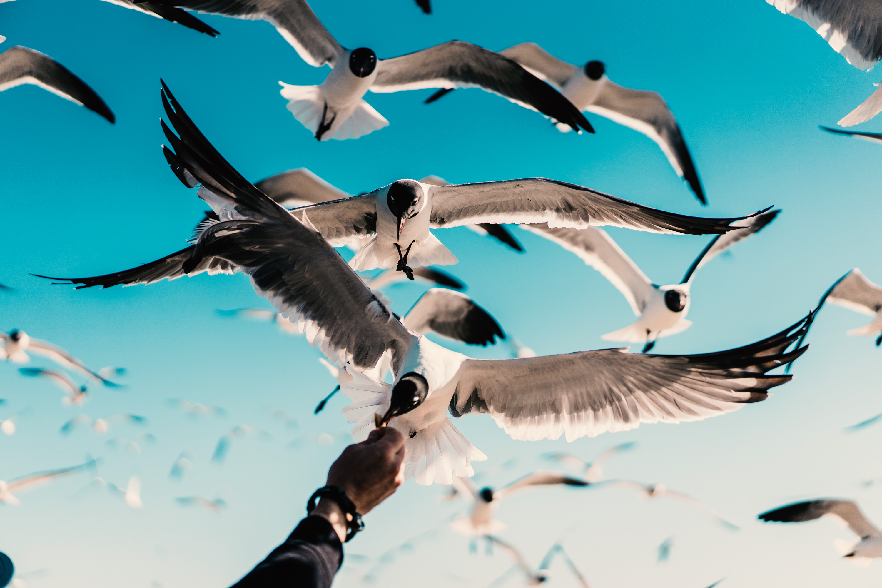 Téléchargez gratuitement l'image Animaux, Oiseau sur le bureau de votre PC