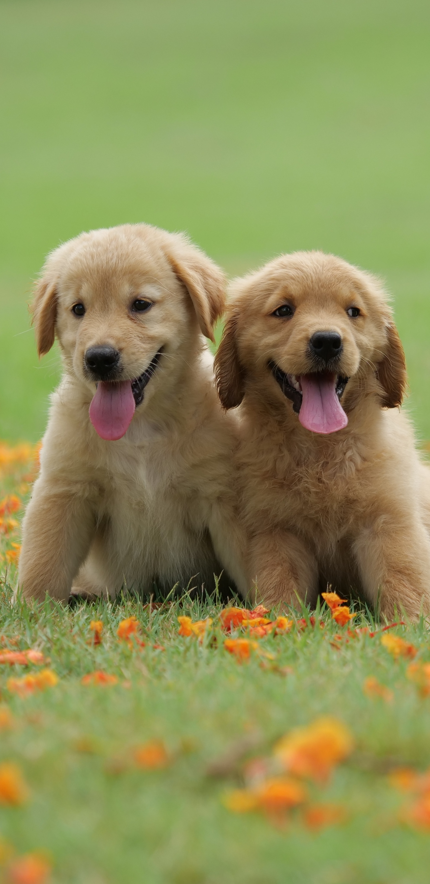 Laden Sie das Tiere, Hunde, Hund, Welpen, Golden Retriever, Tierbaby, Welpe-Bild kostenlos auf Ihren PC-Desktop herunter