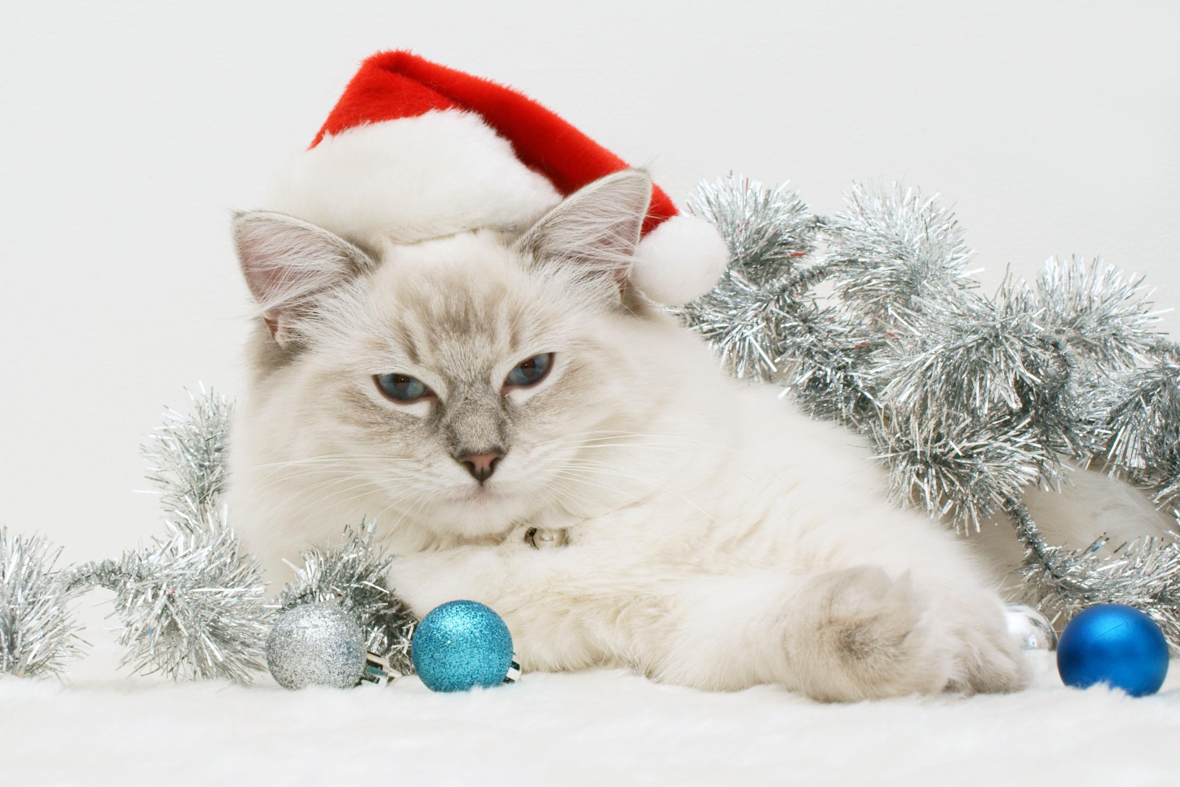 Скачать картинку Рождество (Christmas Xmas), Праздники, Животные, Новый Год (New Year), Кошки (Коты Котики) в телефон бесплатно.