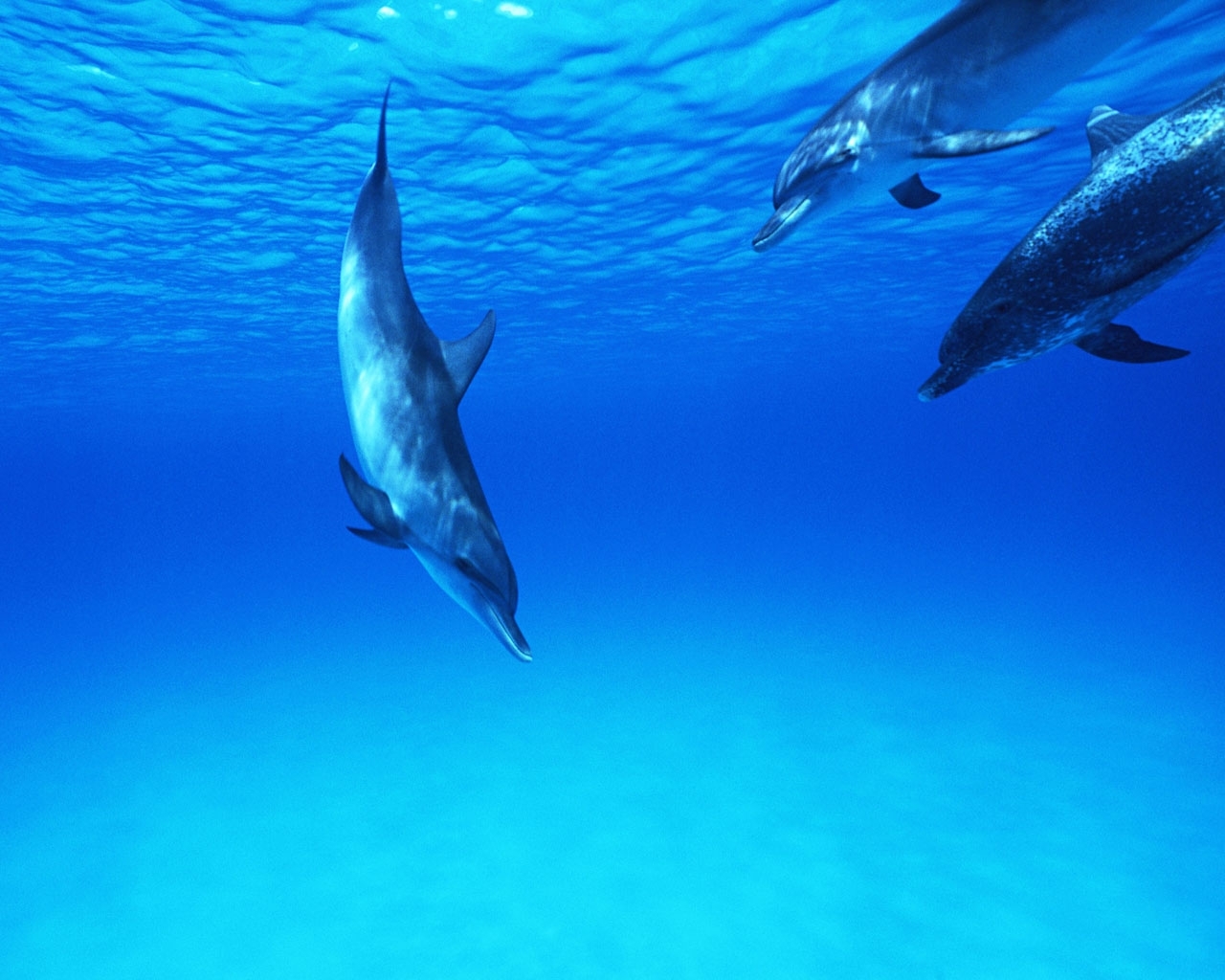 295 descargar fondo de pantalla delfines, animales, agua, mar, peces, azul: protectores de pantalla e imágenes gratis