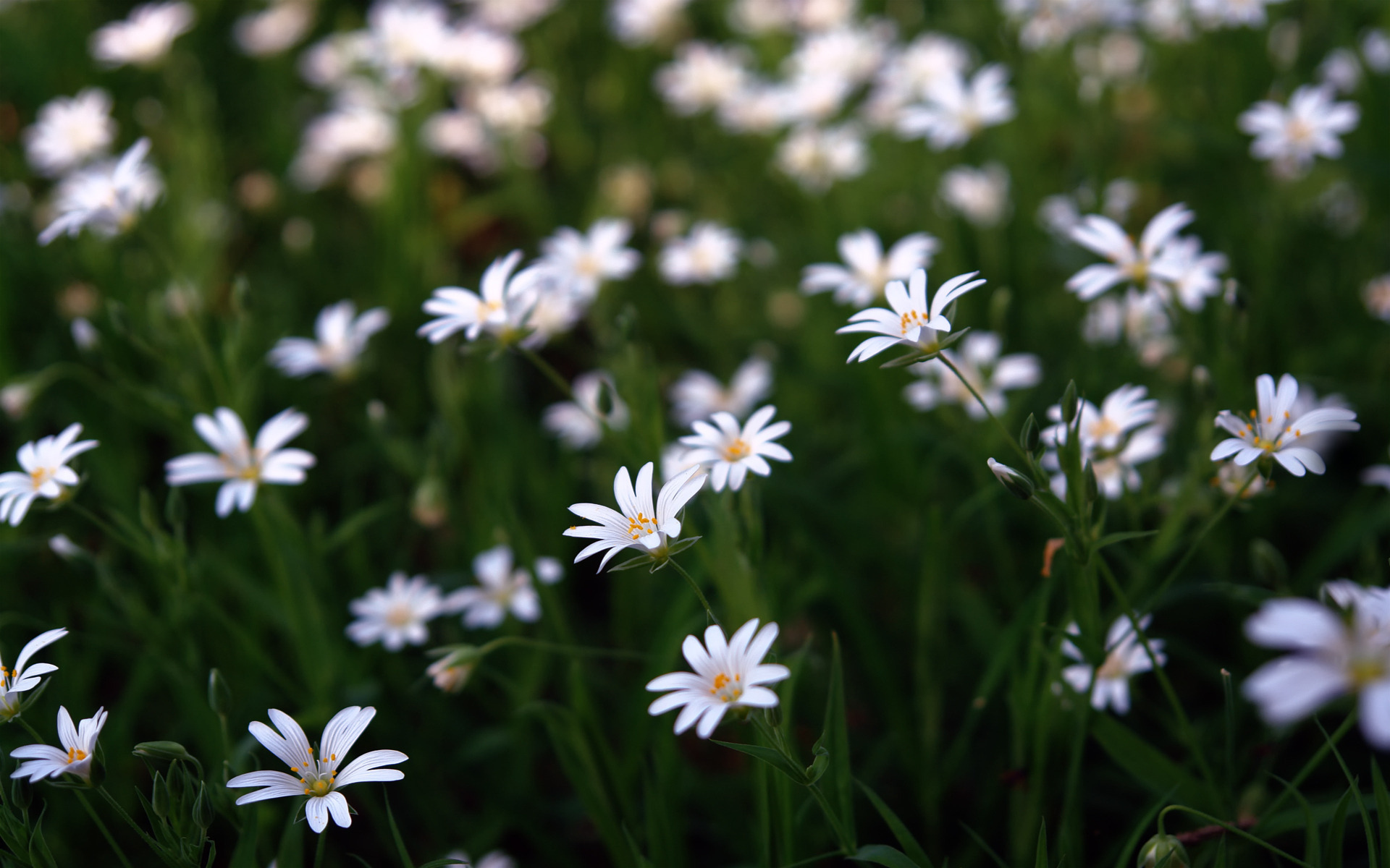 Descarga gratuita de fondo de pantalla para móvil de Flores, Flor, Tierra/naturaleza.