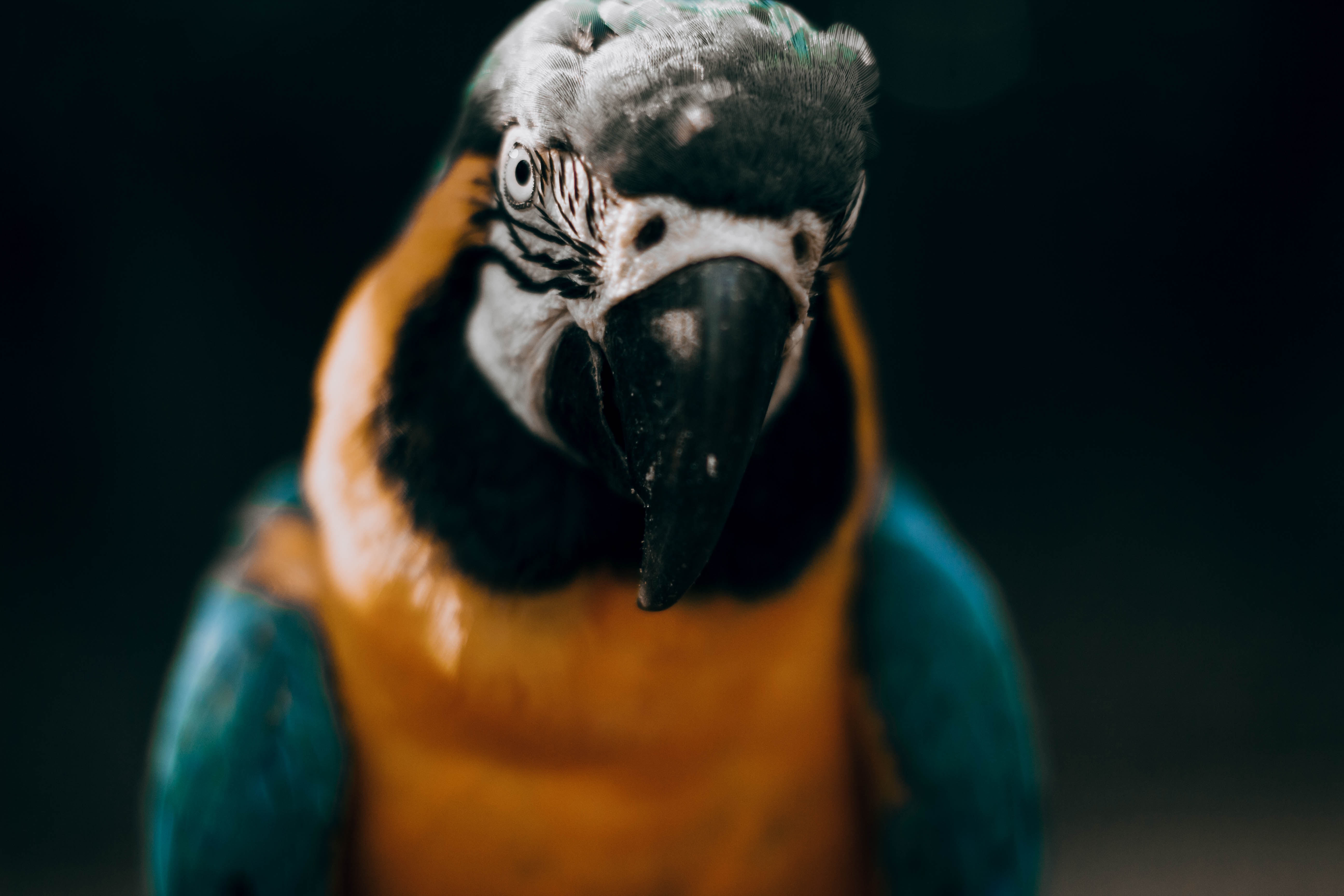 Free download wallpaper Bird, Multicolored, Sight, Opinion, Macaw, Animals, Motley, Parrots on your PC desktop