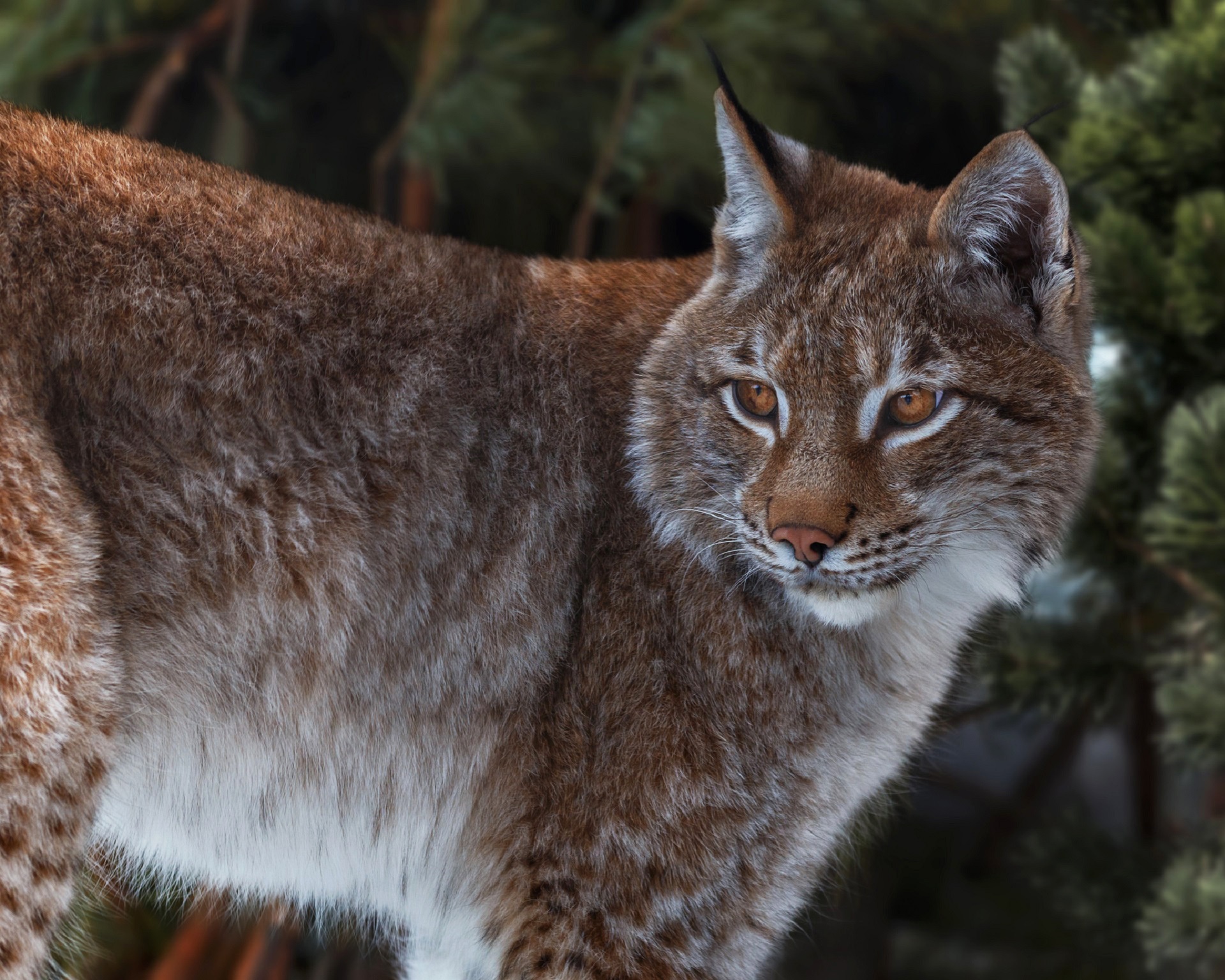 PCデスクトップに動物, 猫, リンクス画像を無料でダウンロード