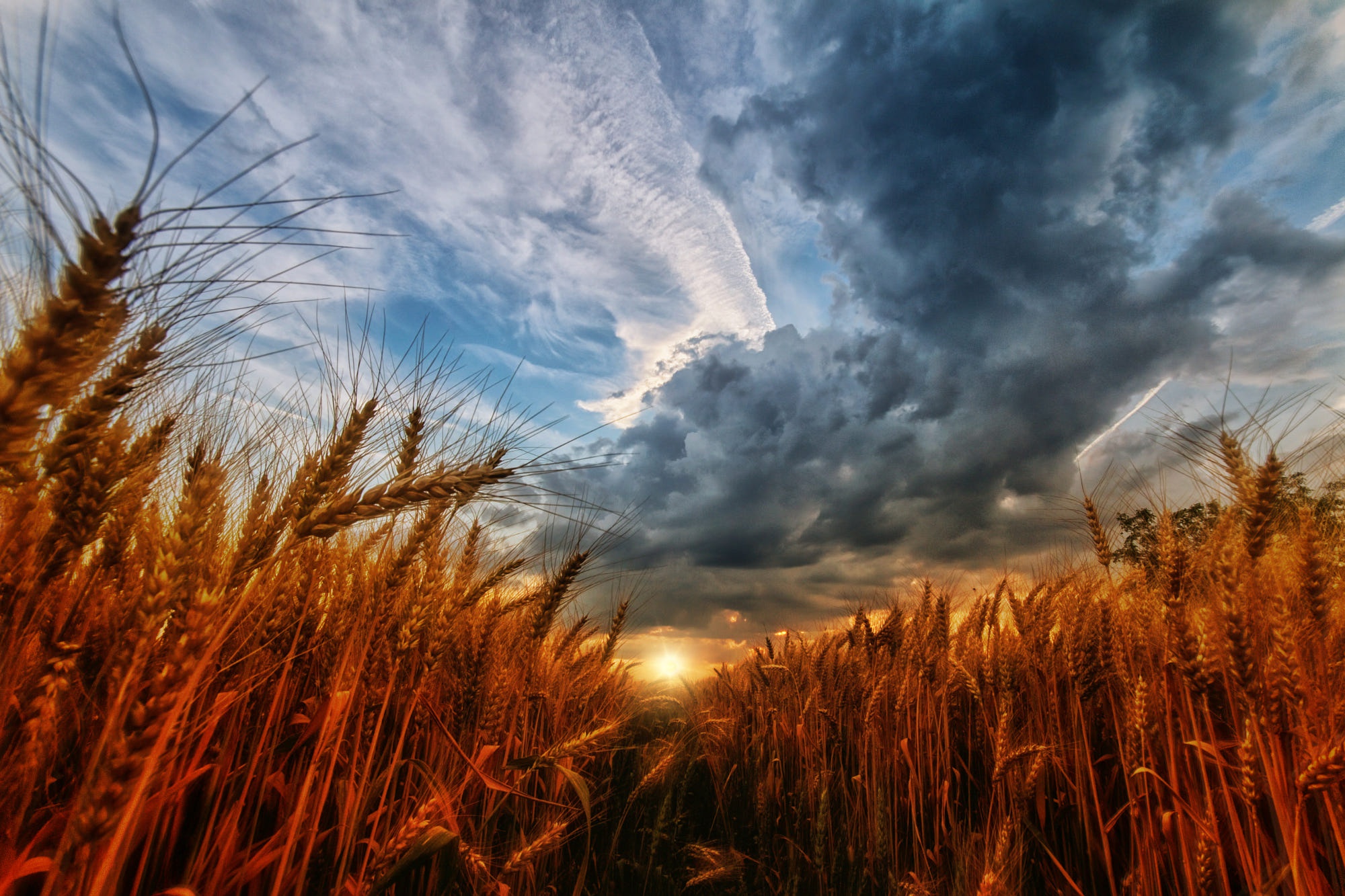 Скачать картинку Природа, Облака, Лето, Пшеница, Поле, Земля/природа в телефон бесплатно.