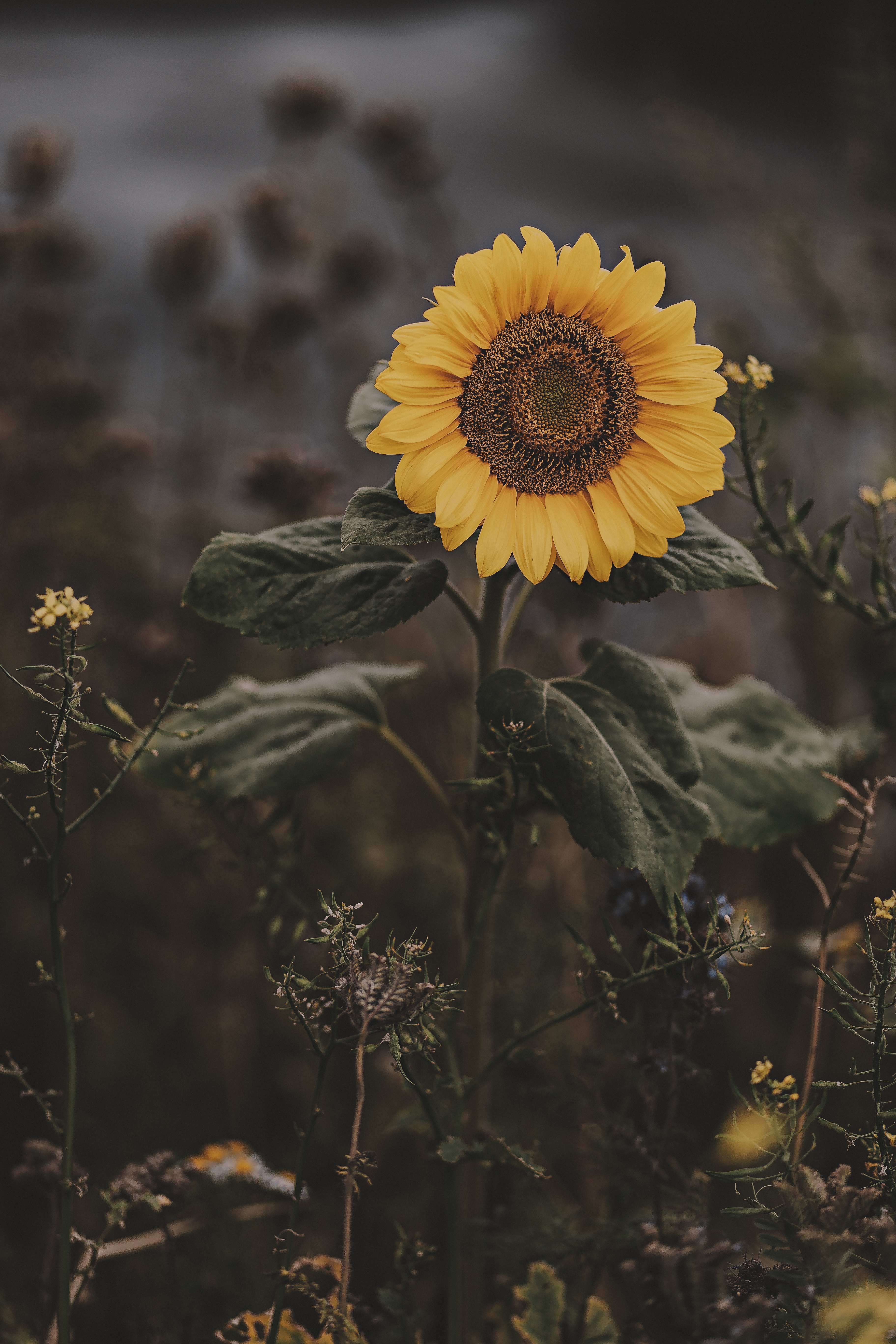 Free download wallpaper Flowers, Summer, Sunflower, Flower, Flowering, Bloom, Field on your PC desktop