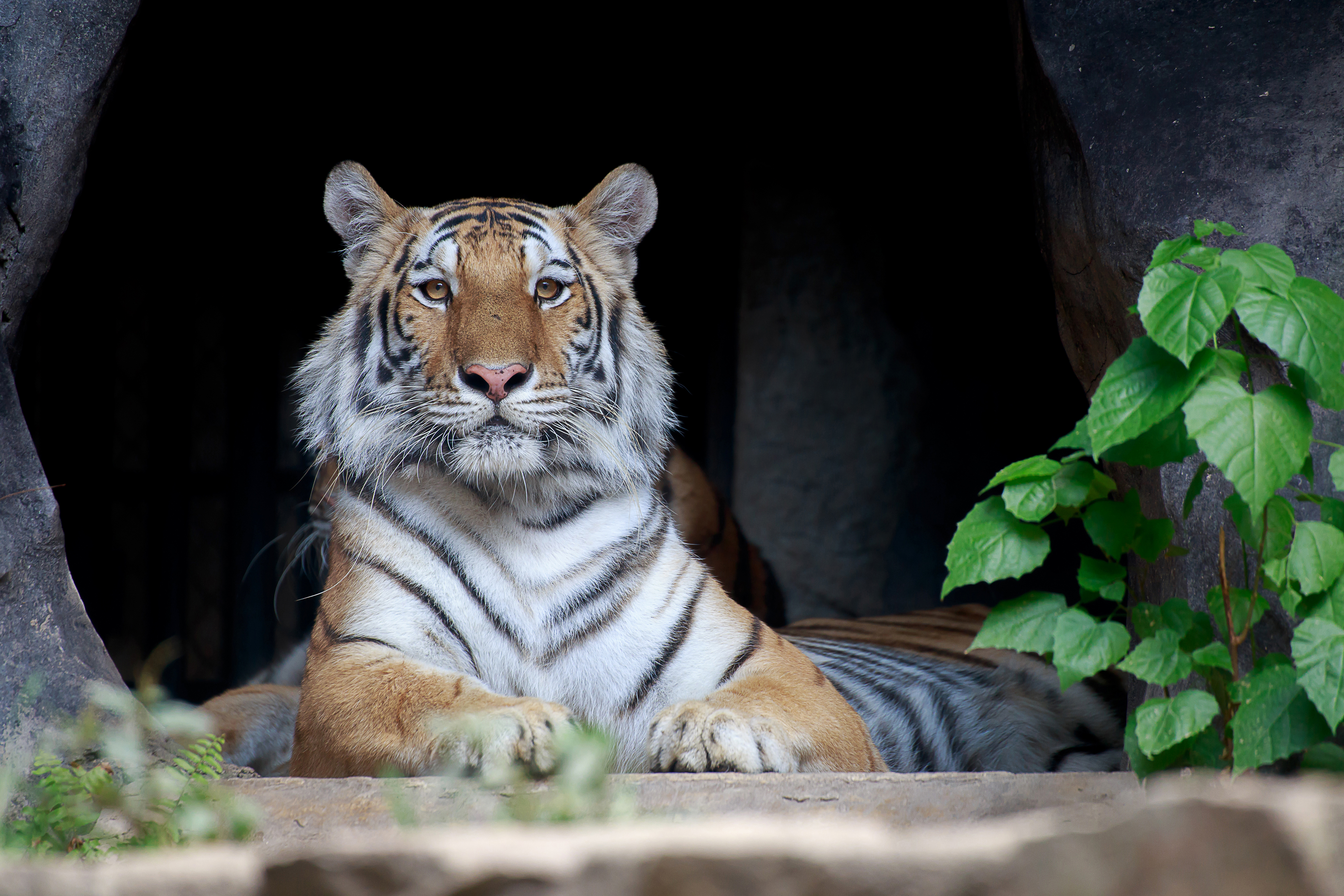 Handy-Wallpaper Tiere, Katzen, Tiger kostenlos herunterladen.