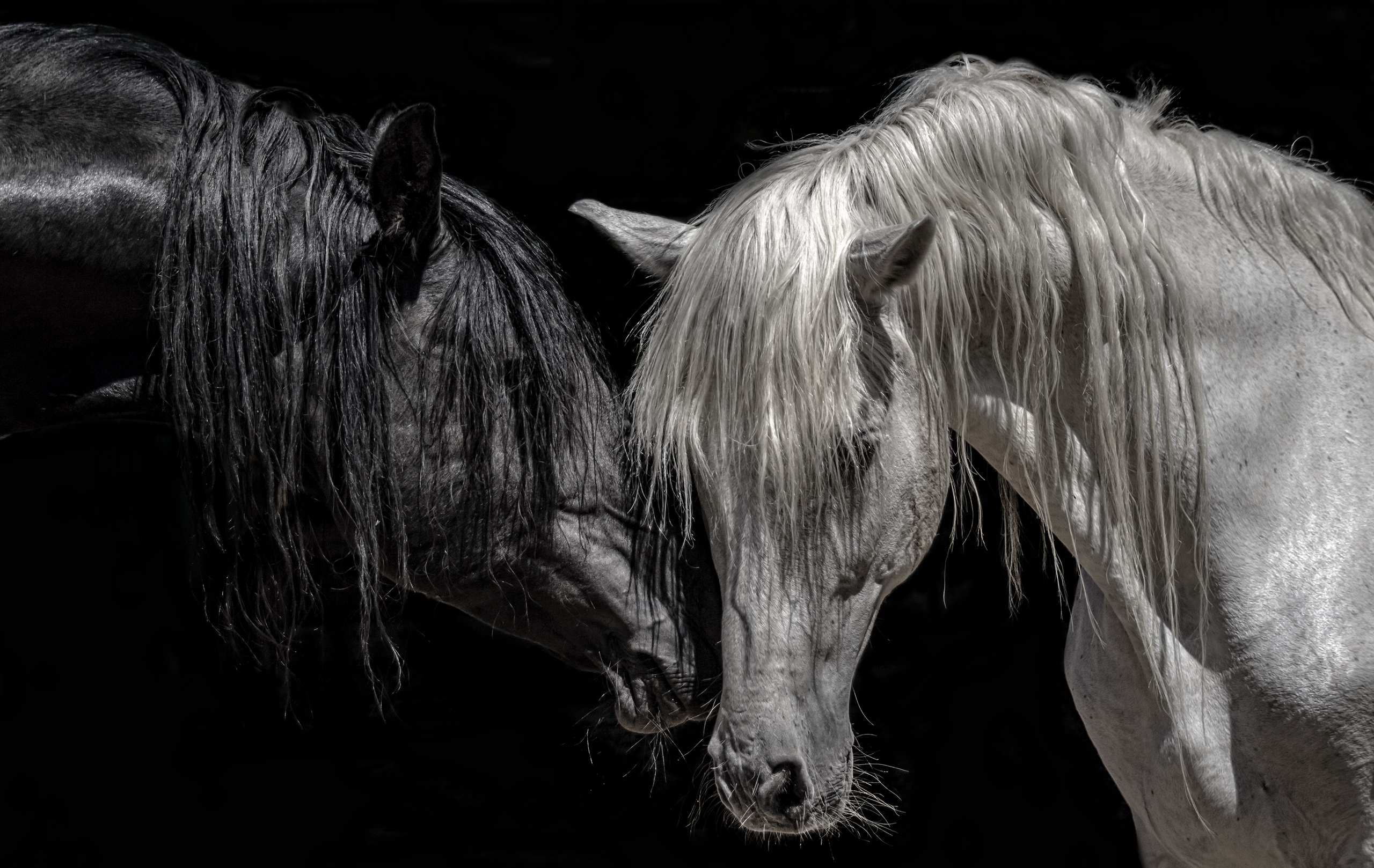 Скачать обои бесплатно Животные, Любовь, Лошадь, Чёрно Белое картинка на рабочий стол ПК