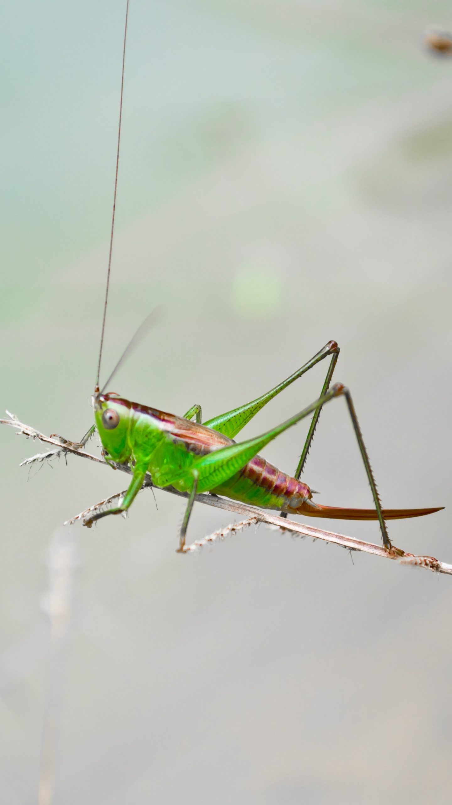 Download mobile wallpaper Macro, Insect, Animal, Grasshopper for free.