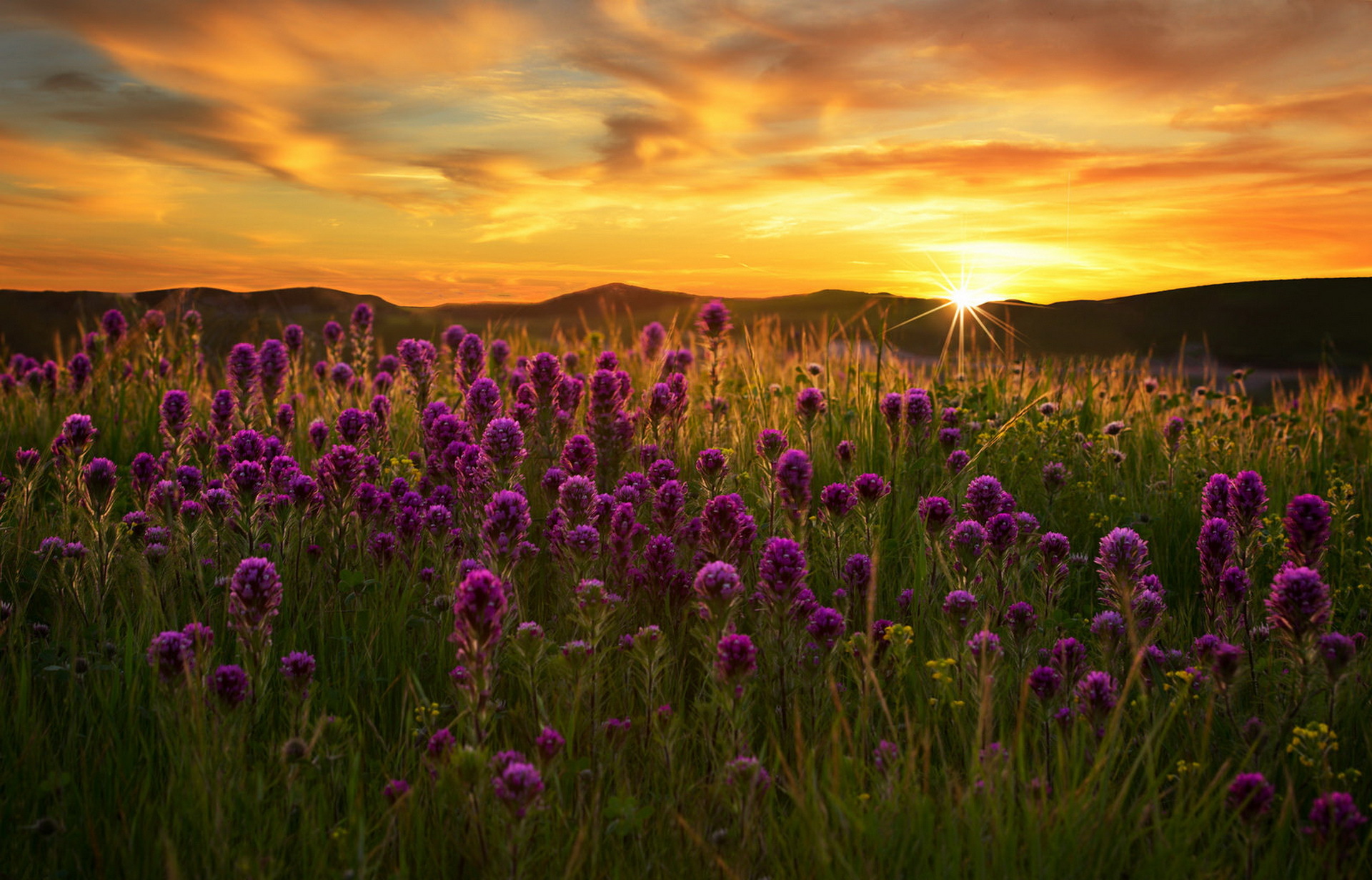 Download mobile wallpaper Flowers, Sun, Flower, Sunrise, Earth, Field, Purple Flower for free.
