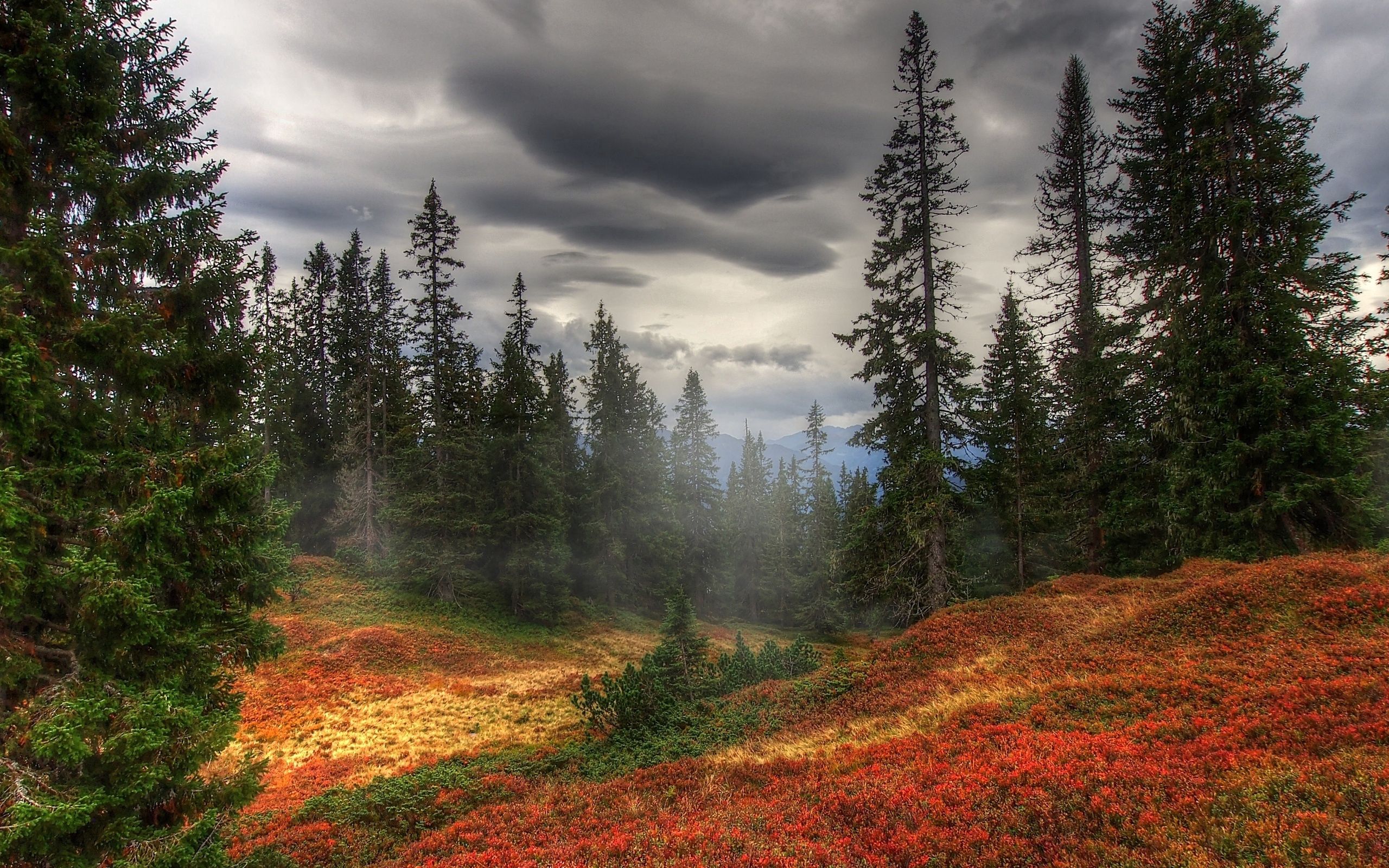 PCデスクトップに霧, 秋, 森, 木, 森林, 自然画像を無料でダウンロード