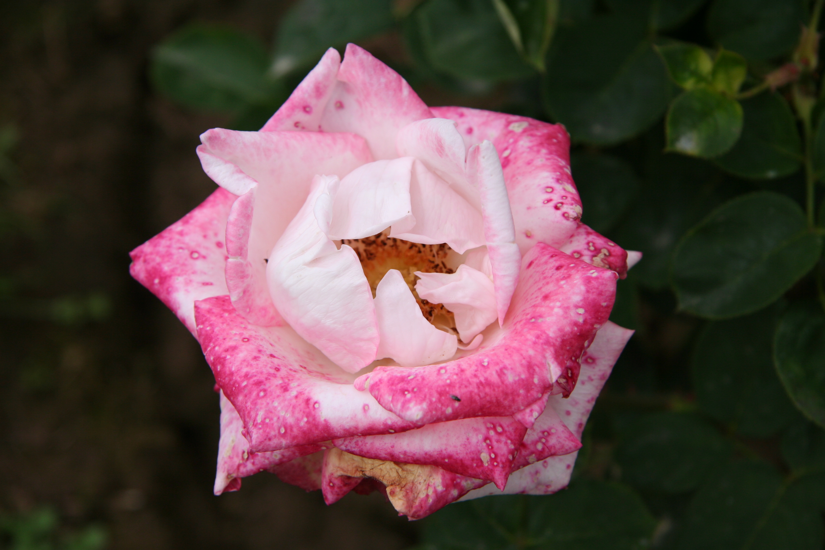 Baixe gratuitamente a imagem Flores, Flor, Rosa, Terra/natureza na área de trabalho do seu PC