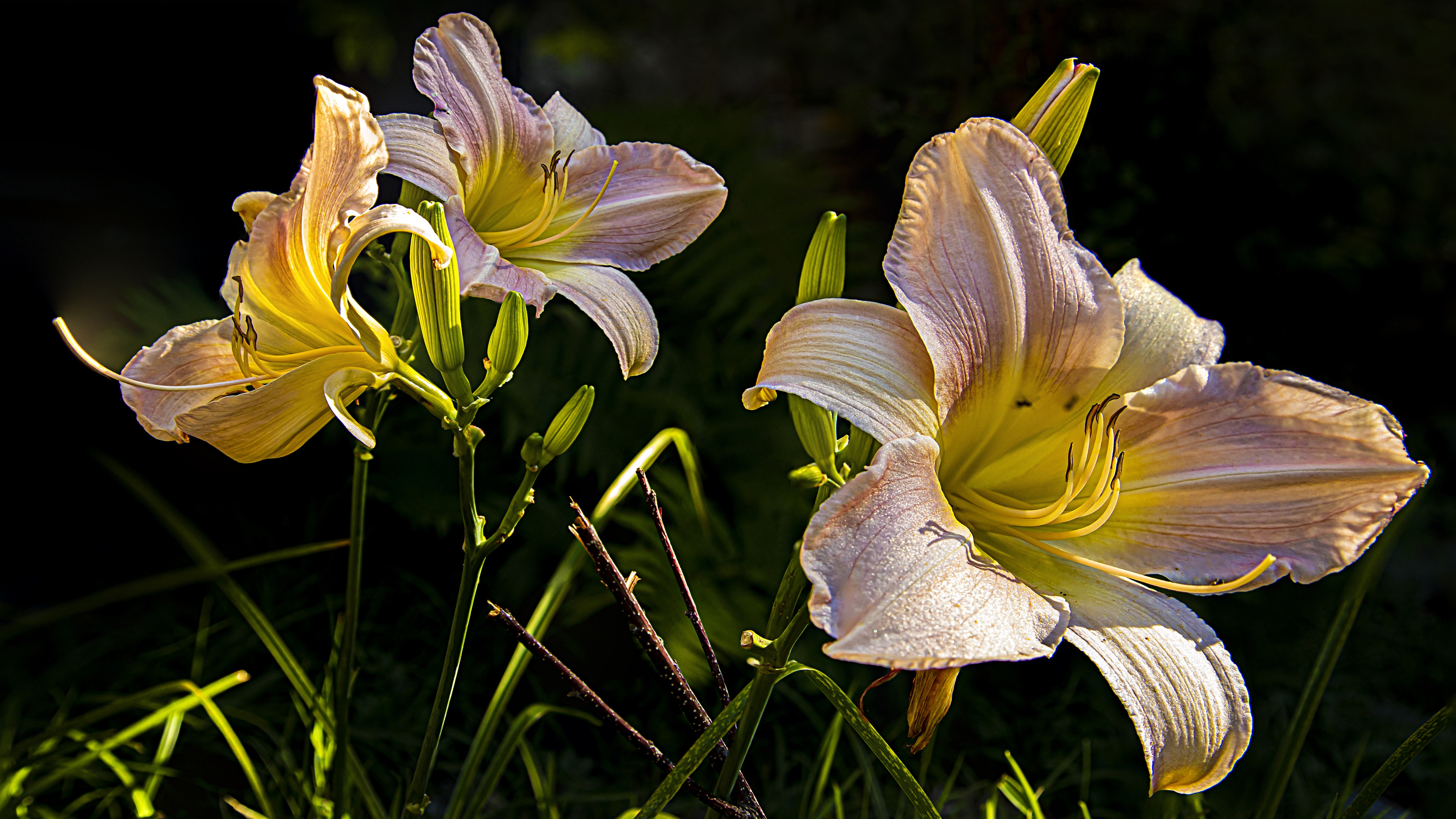 Download mobile wallpaper Flowers, Earth, Lily for free.