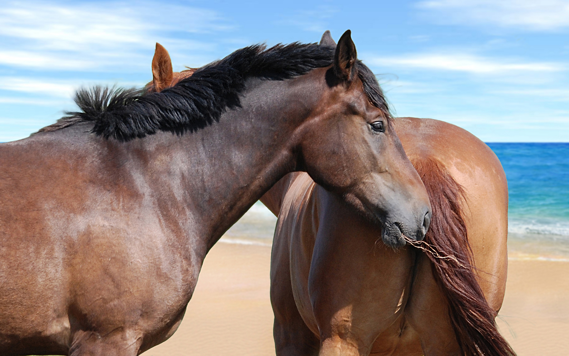 PCデスクトップに動物, 馬画像を無料でダウンロード