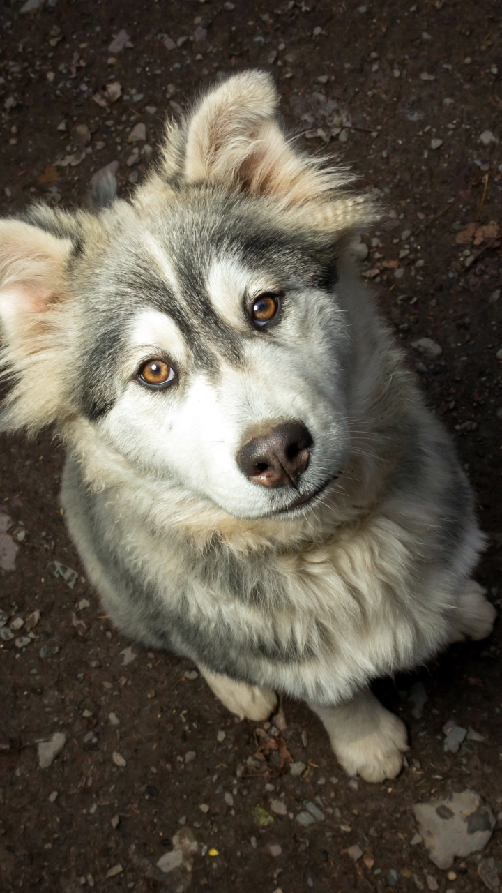 Baixar papel de parede para celular de Animais, Cães, Cão, Focinho, Cachorro, Animal Bebê, Filhote gratuito.