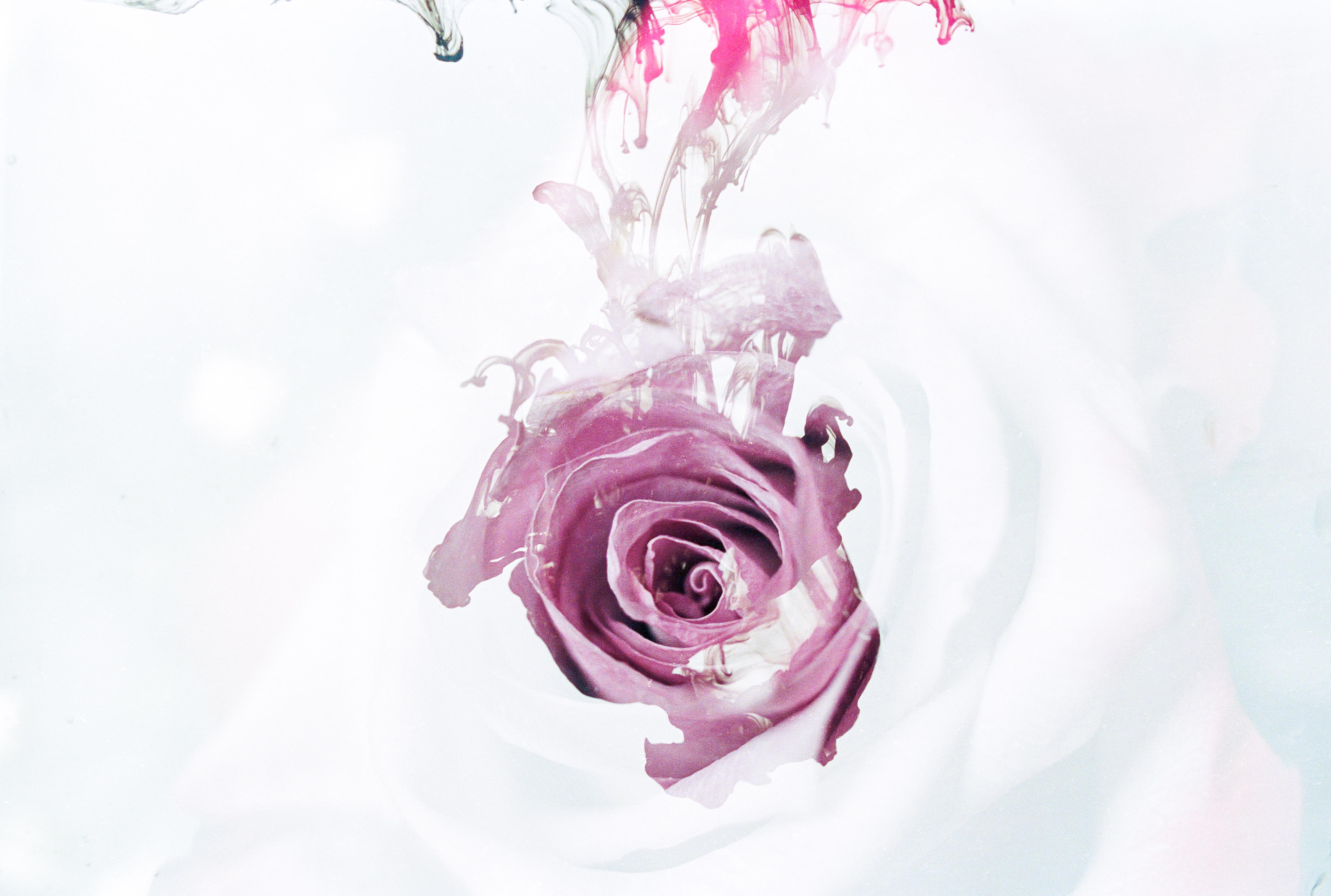 Téléchargez des papiers peints mobile Fleurs, Rose, Fleur, Artistique gratuitement.