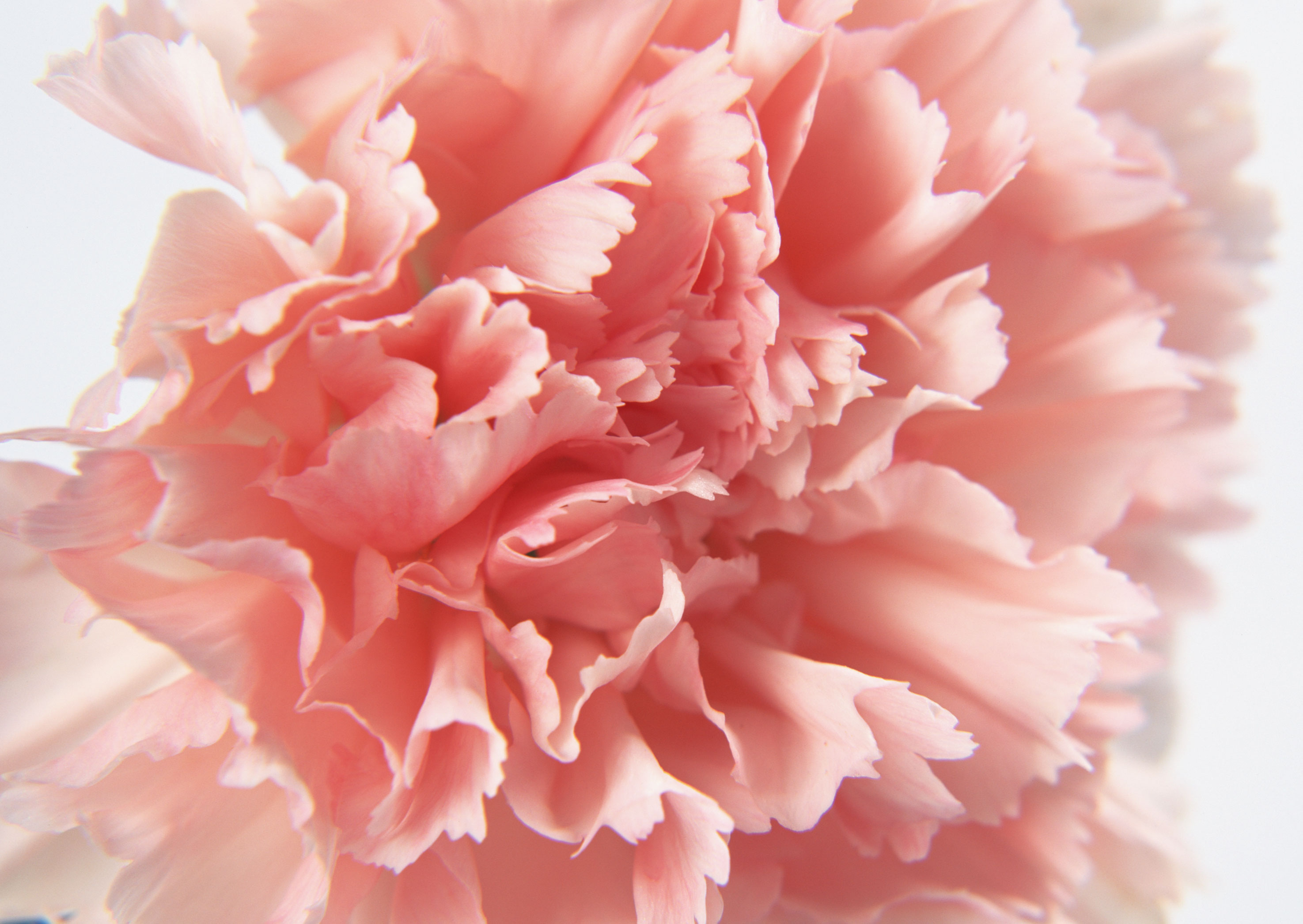 wallpapers earth, carnation, flowers