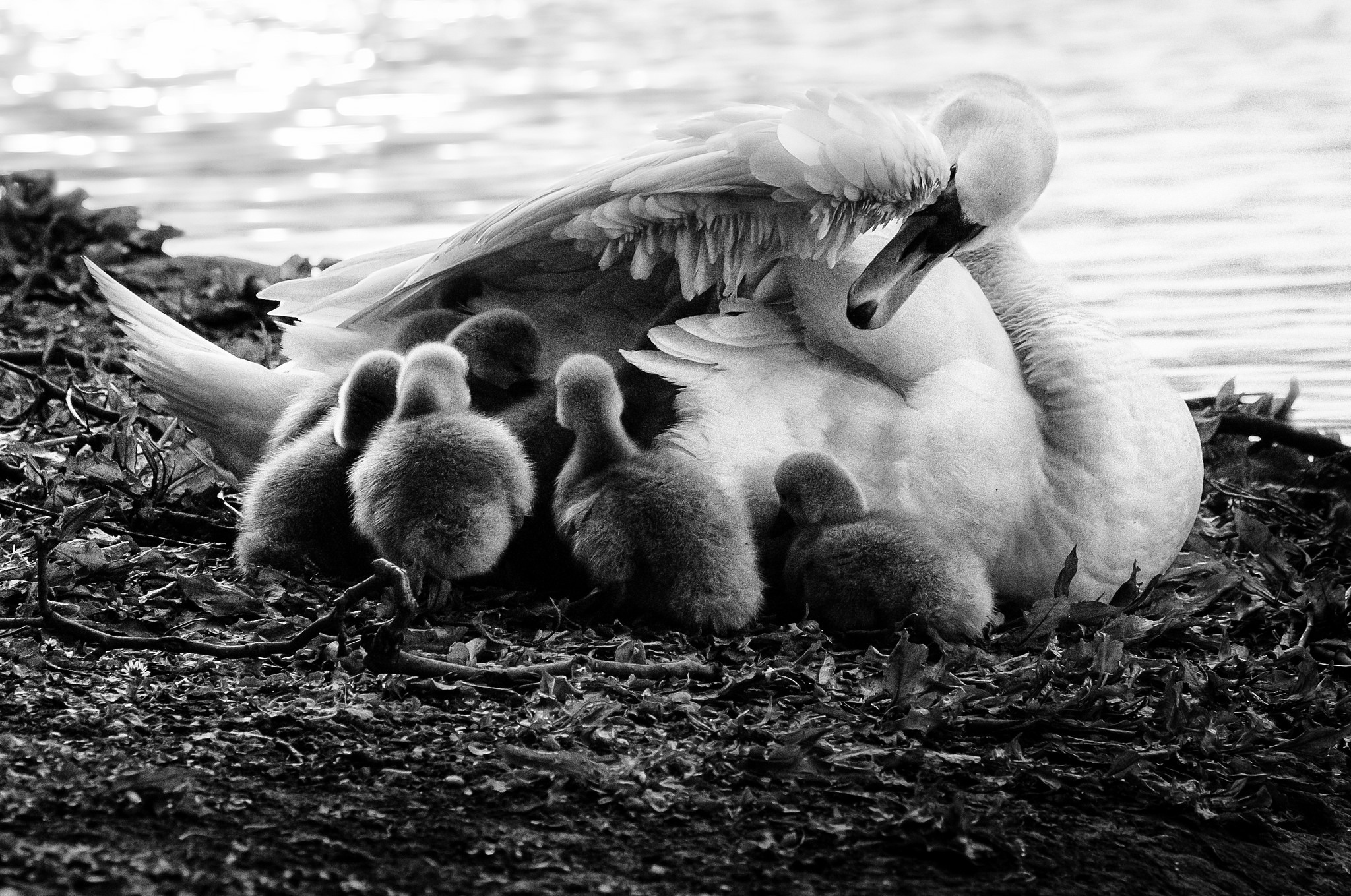Free download wallpaper Birds, Bird, Animal, Swan, Black & White, Baby Animal, Mute Swan on your PC desktop