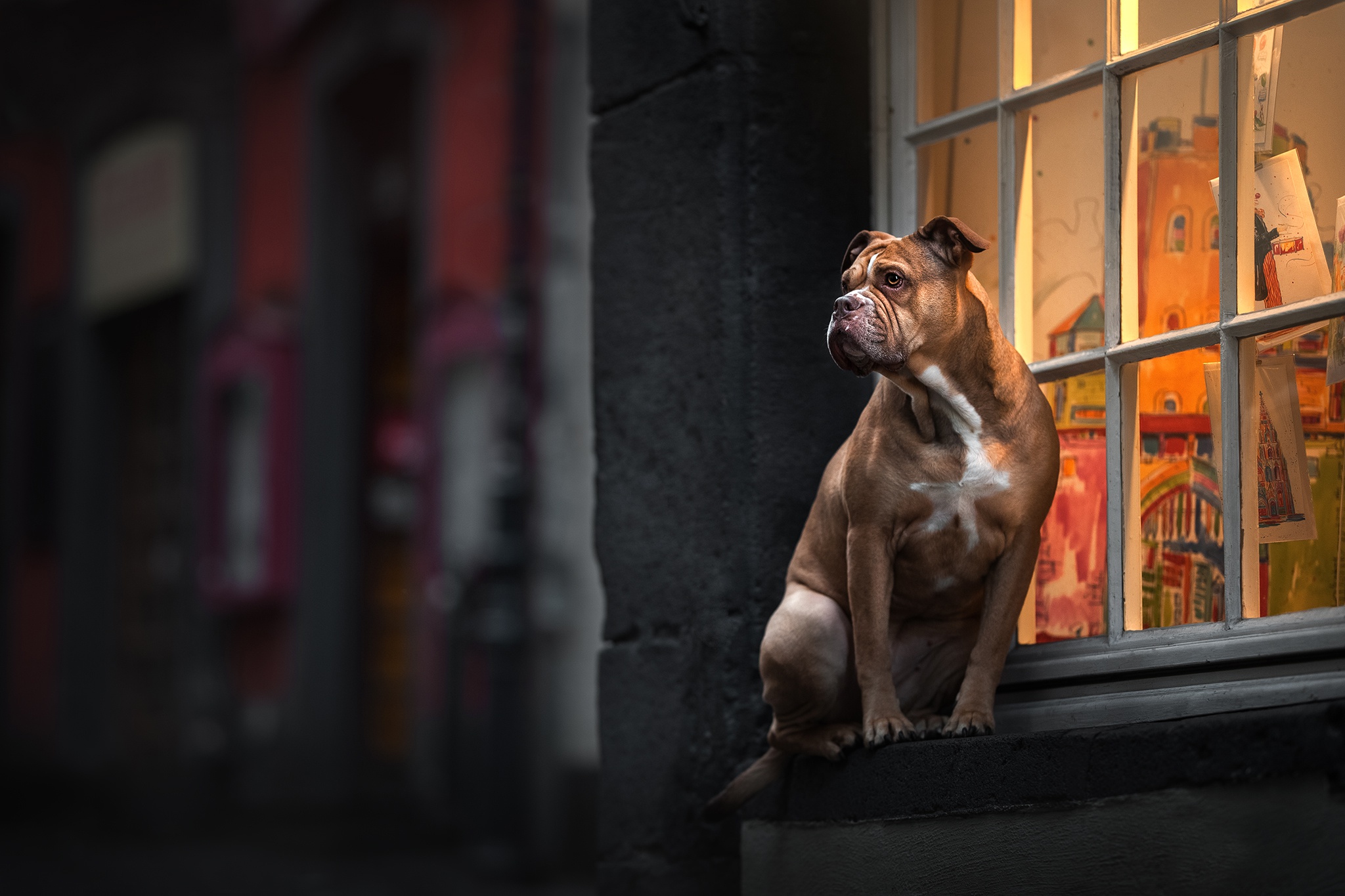481241 Hintergrundbilder und Boxer (Hund) Bilder auf dem Desktop. Laden Sie  Bildschirmschoner kostenlos auf den PC herunter