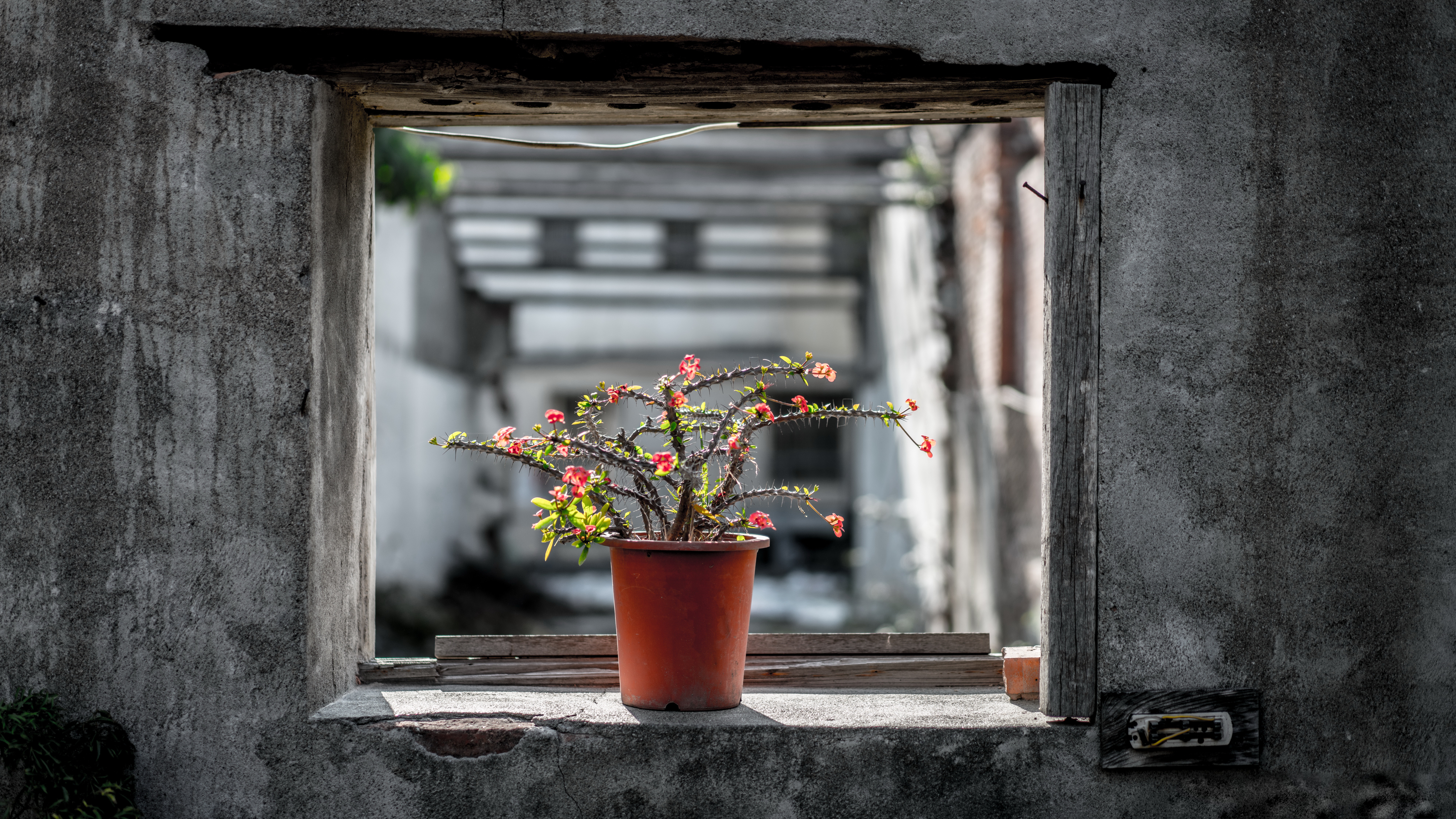 Free download wallpaper Flower, Window, Cactus, Man Made, Pot Plant on your PC desktop