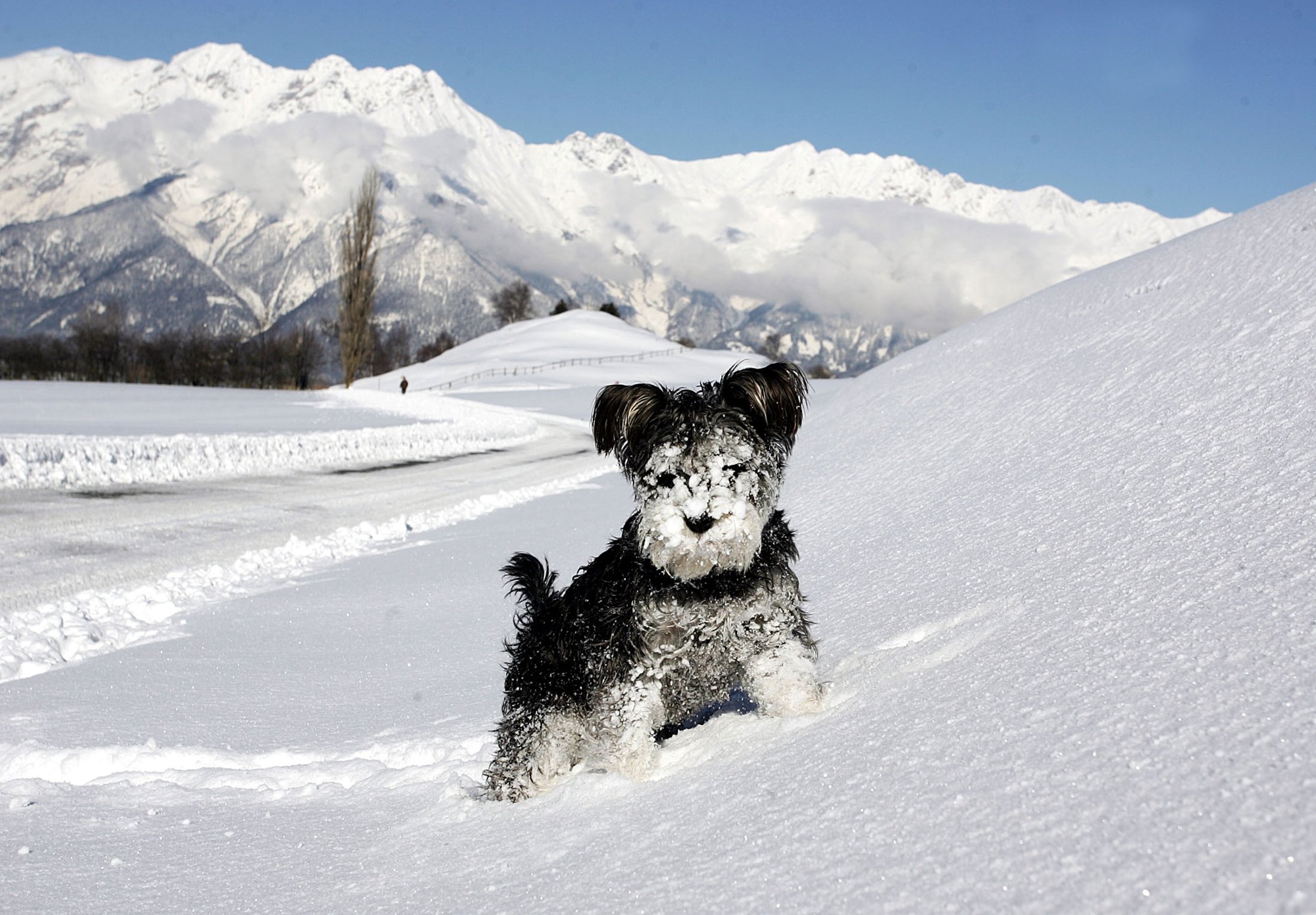 Handy-Wallpaper Hunde, Hund, Tiere kostenlos herunterladen.