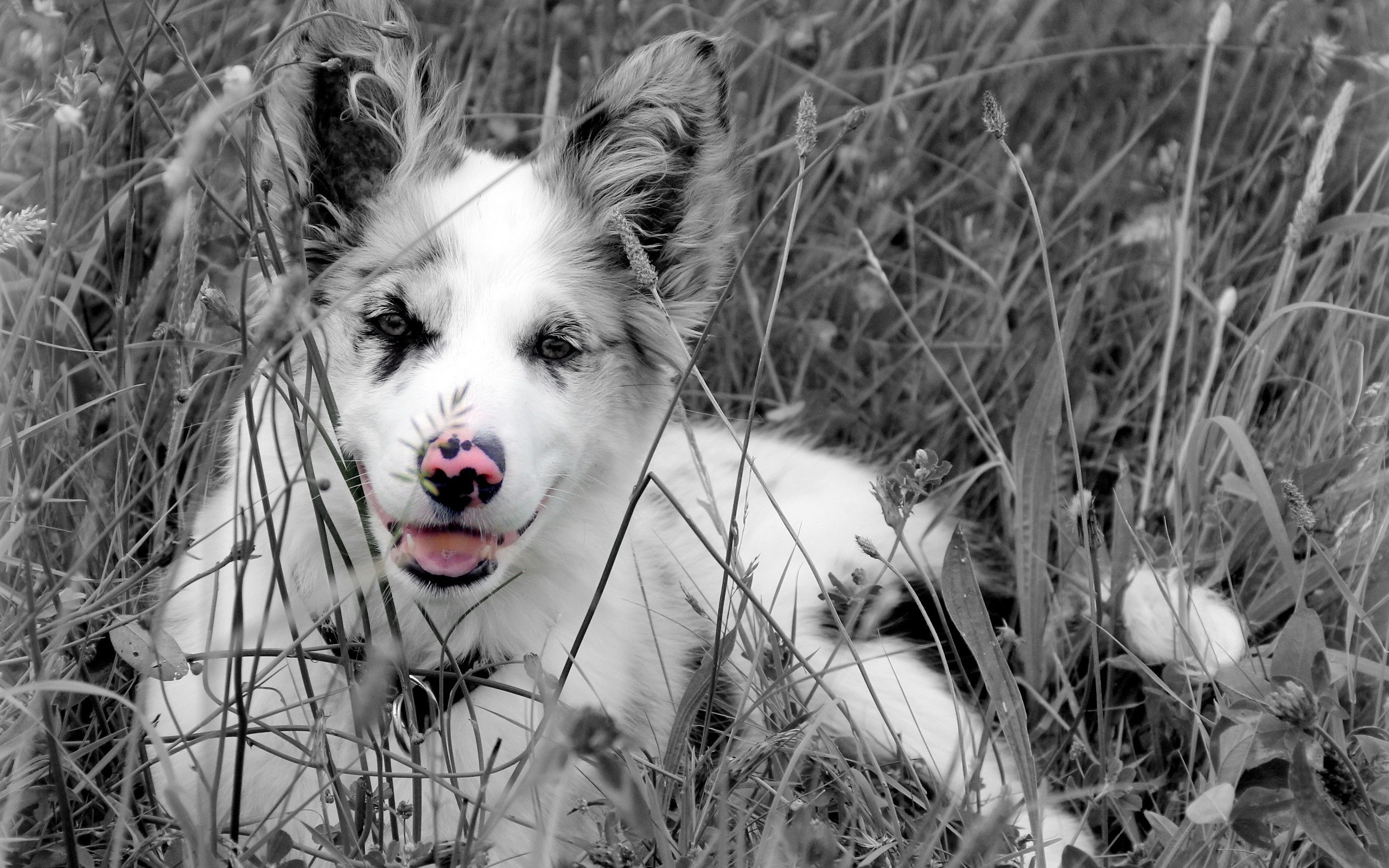 Baixar papel de parede para celular de Animais, Cães, Cão gratuito.