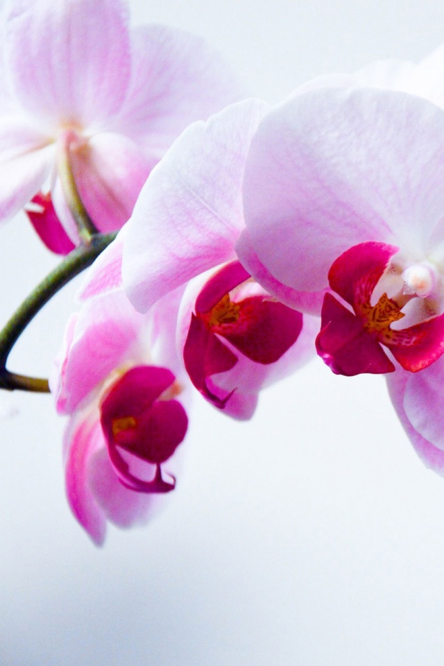 Descarga gratuita de fondo de pantalla para móvil de Naturaleza, Flores, Flor, Florecer, Orquídea, Tierra/naturaleza.