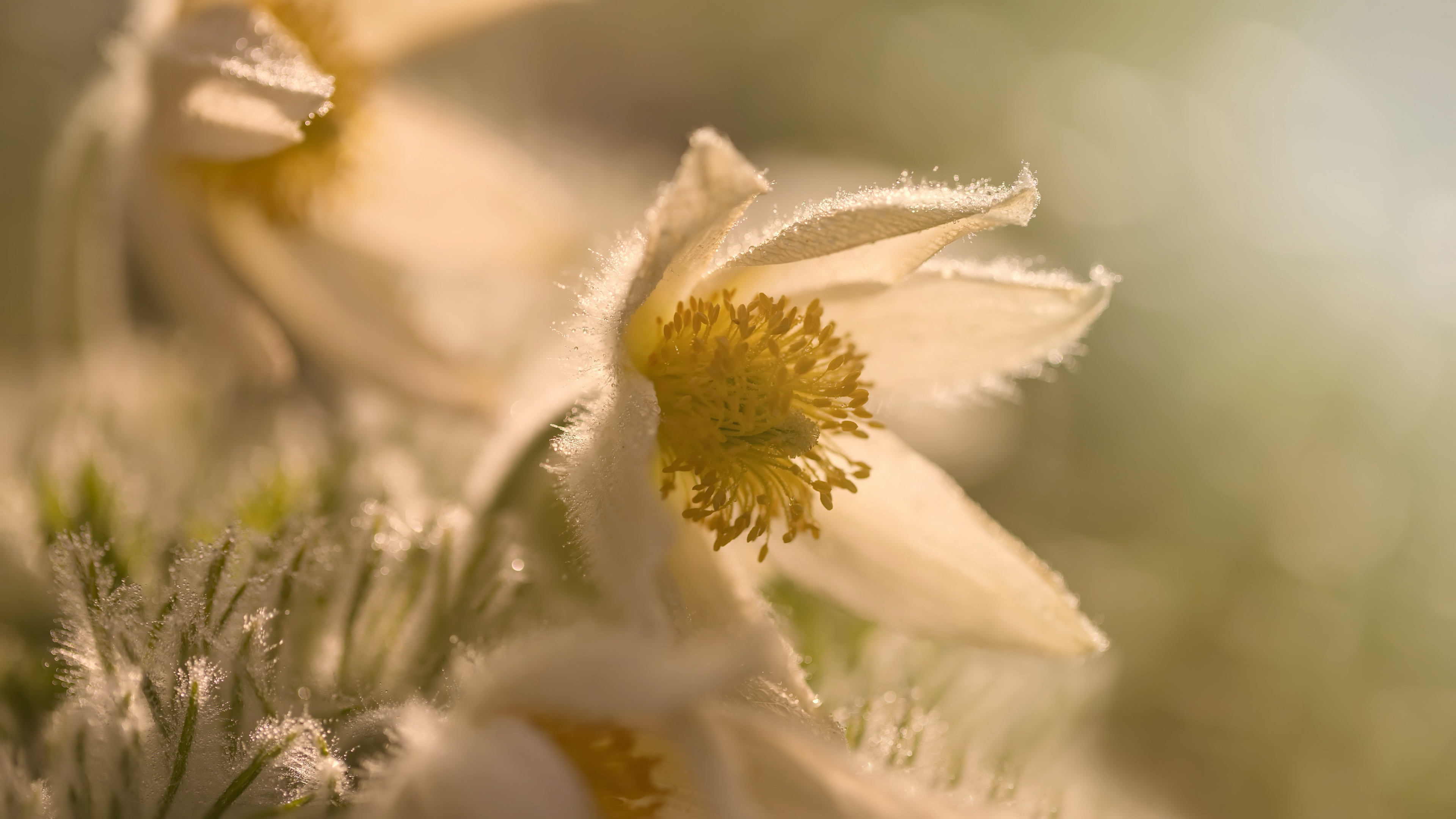 Baixe gratuitamente a imagem Flores, Flor, Macro, Terra/natureza na área de trabalho do seu PC