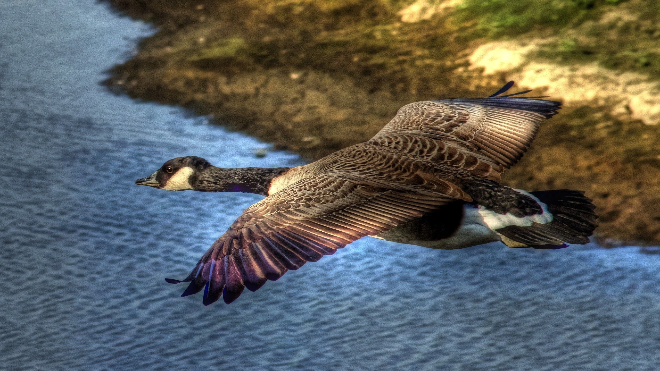 Free download wallpaper Water, Bird, Flight, Duck, Wild, Animals on your PC desktop