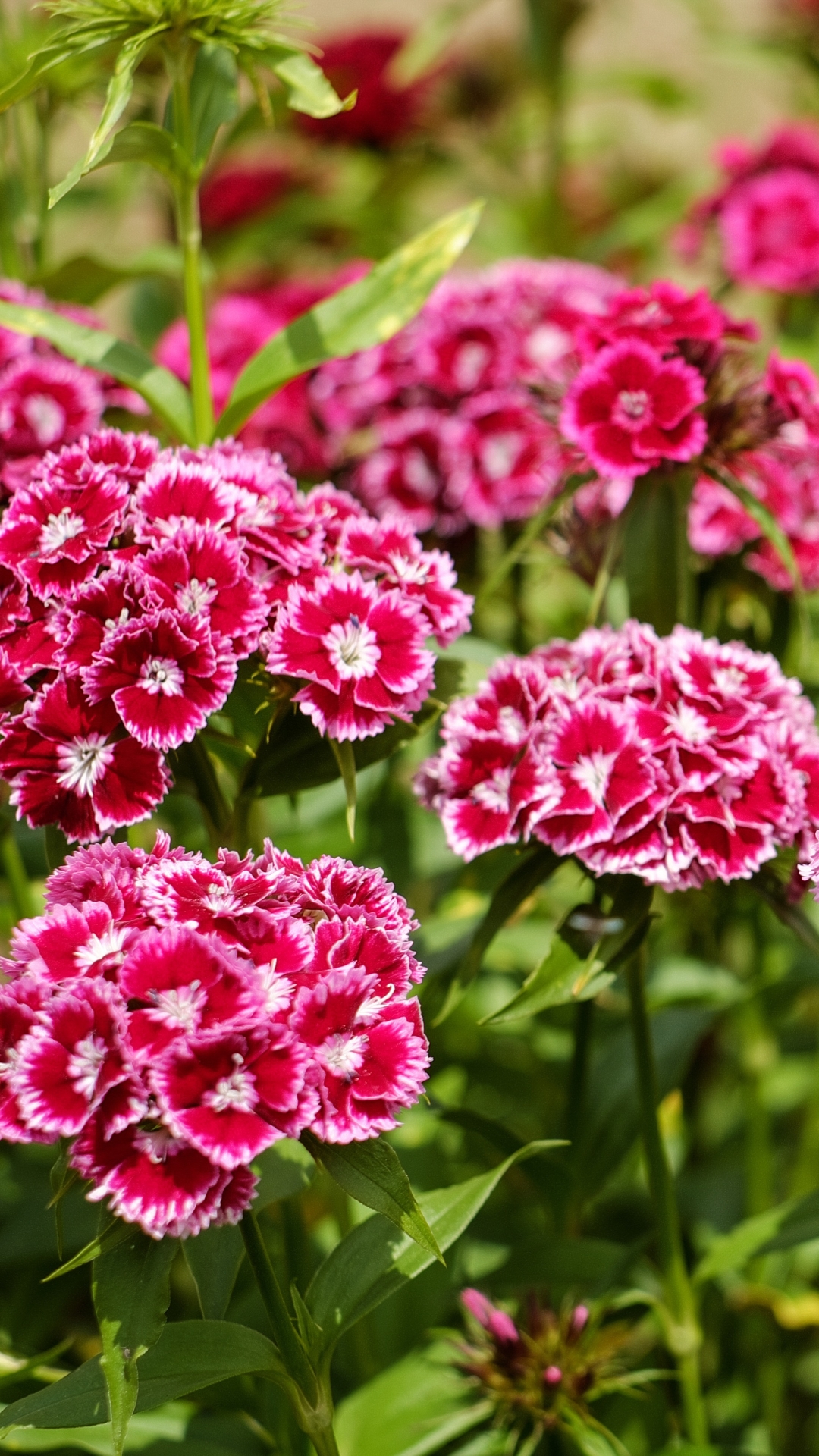 Download mobile wallpaper Nature, Flowers, Flower, Earth, Carnation, Pink Flower for free.