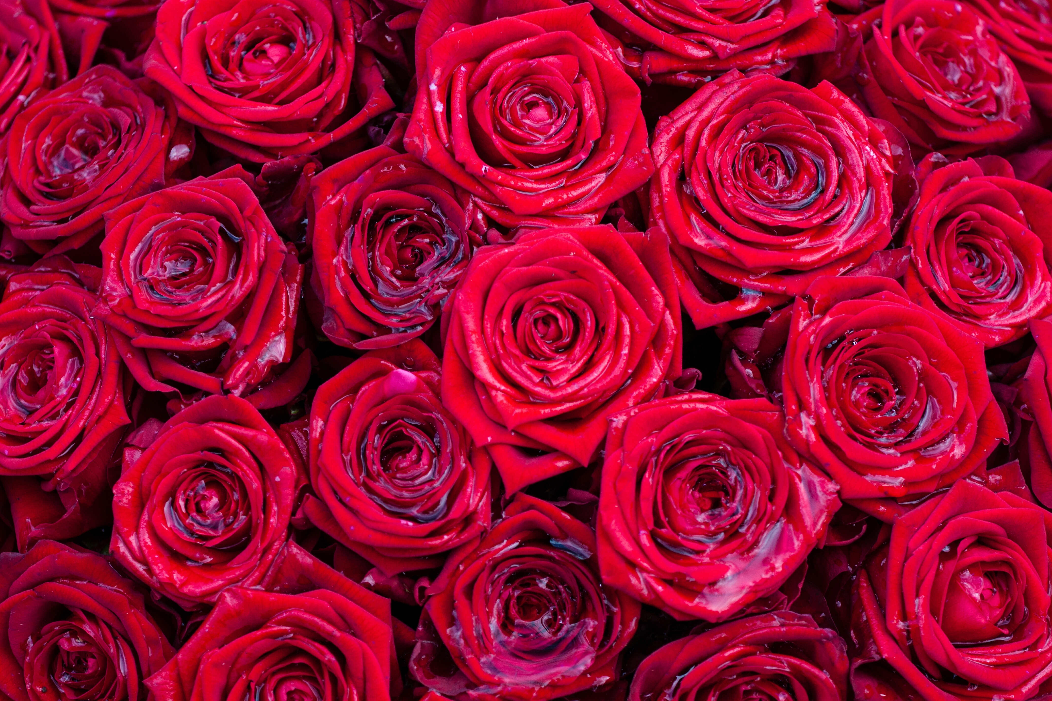 無料モバイル壁紙フラワーズ, 水, 花, 薔薇, 地球, 赤いバラ, 赤い花をダウンロードします。
