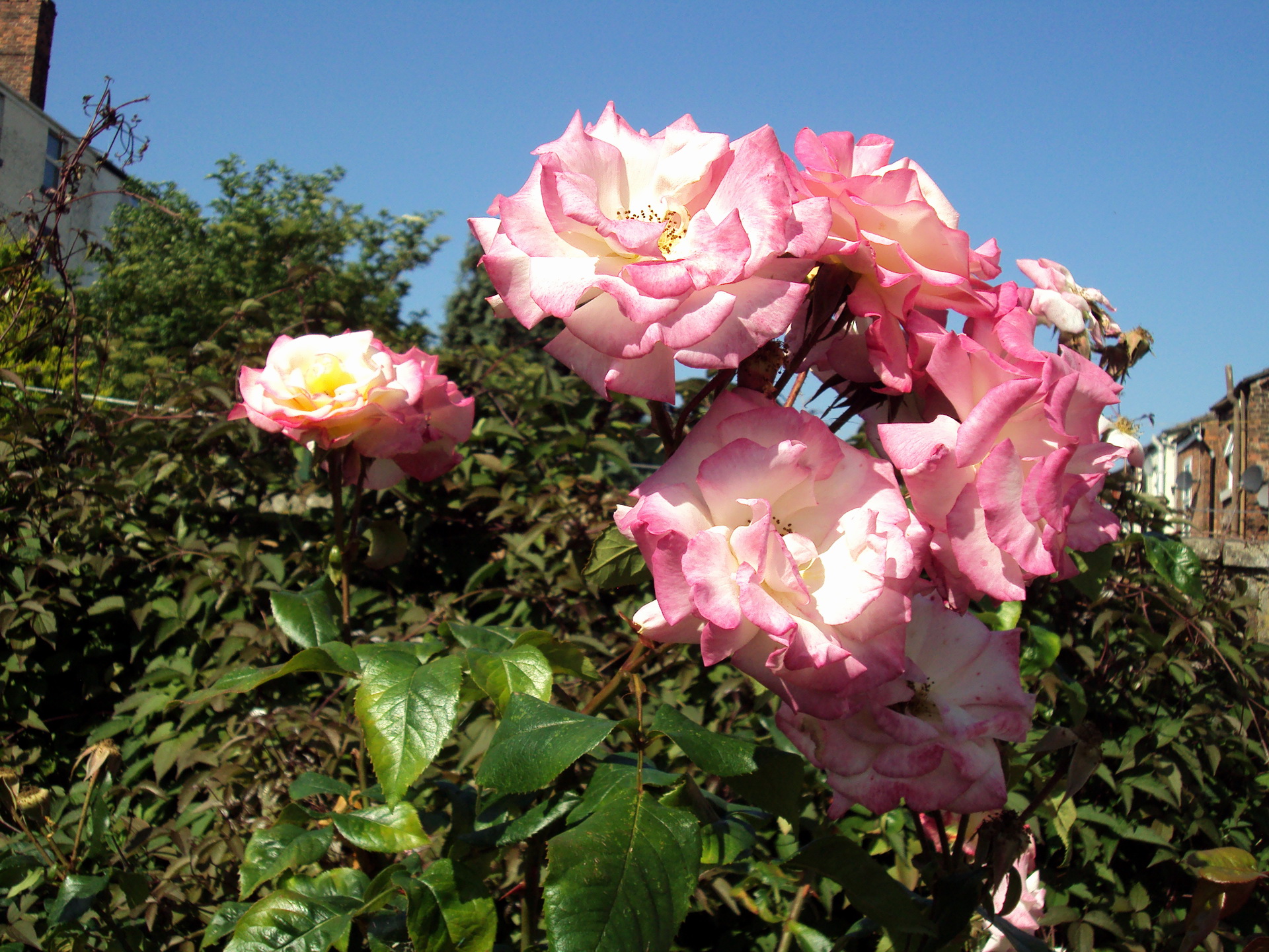 261417 скачать обои земля/природа, розовый куст, цветок, роза, флауэрсы - заставки и картинки бесплатно