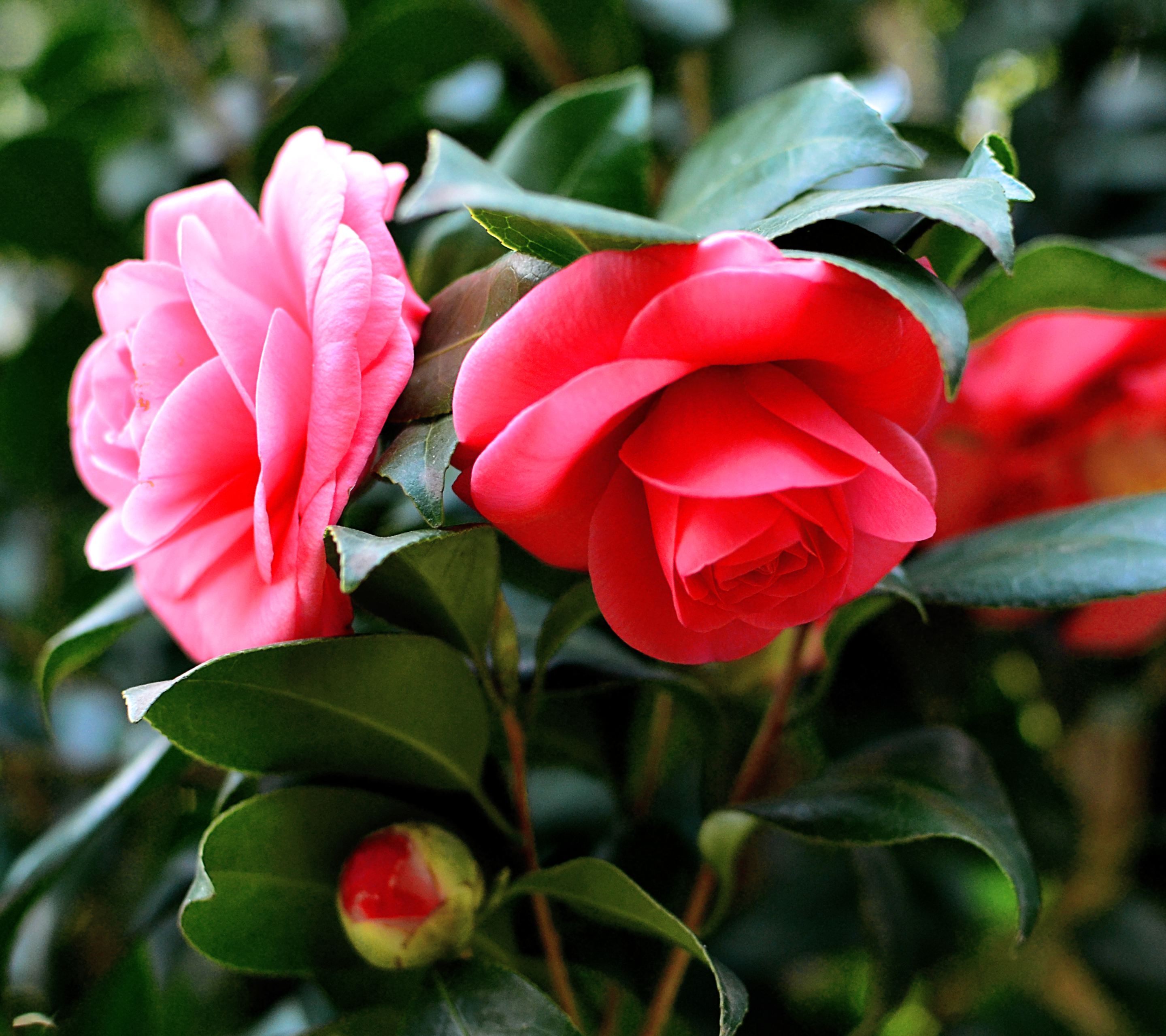 Download mobile wallpaper Flowers, Flower, Macro, Earth, Spring, Camellia for free.