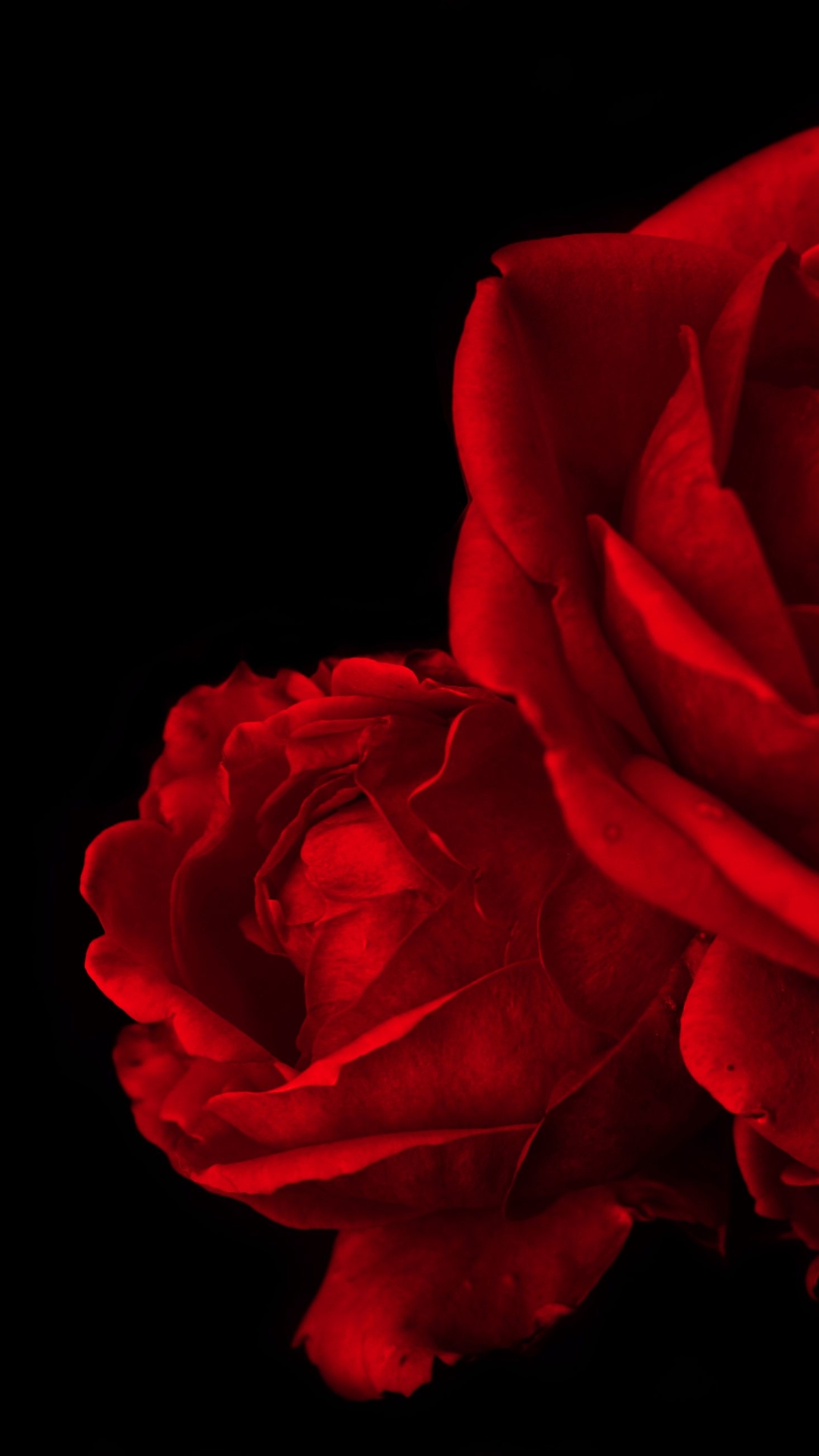 Download mobile wallpaper Flowers, Rose, Earth for free.