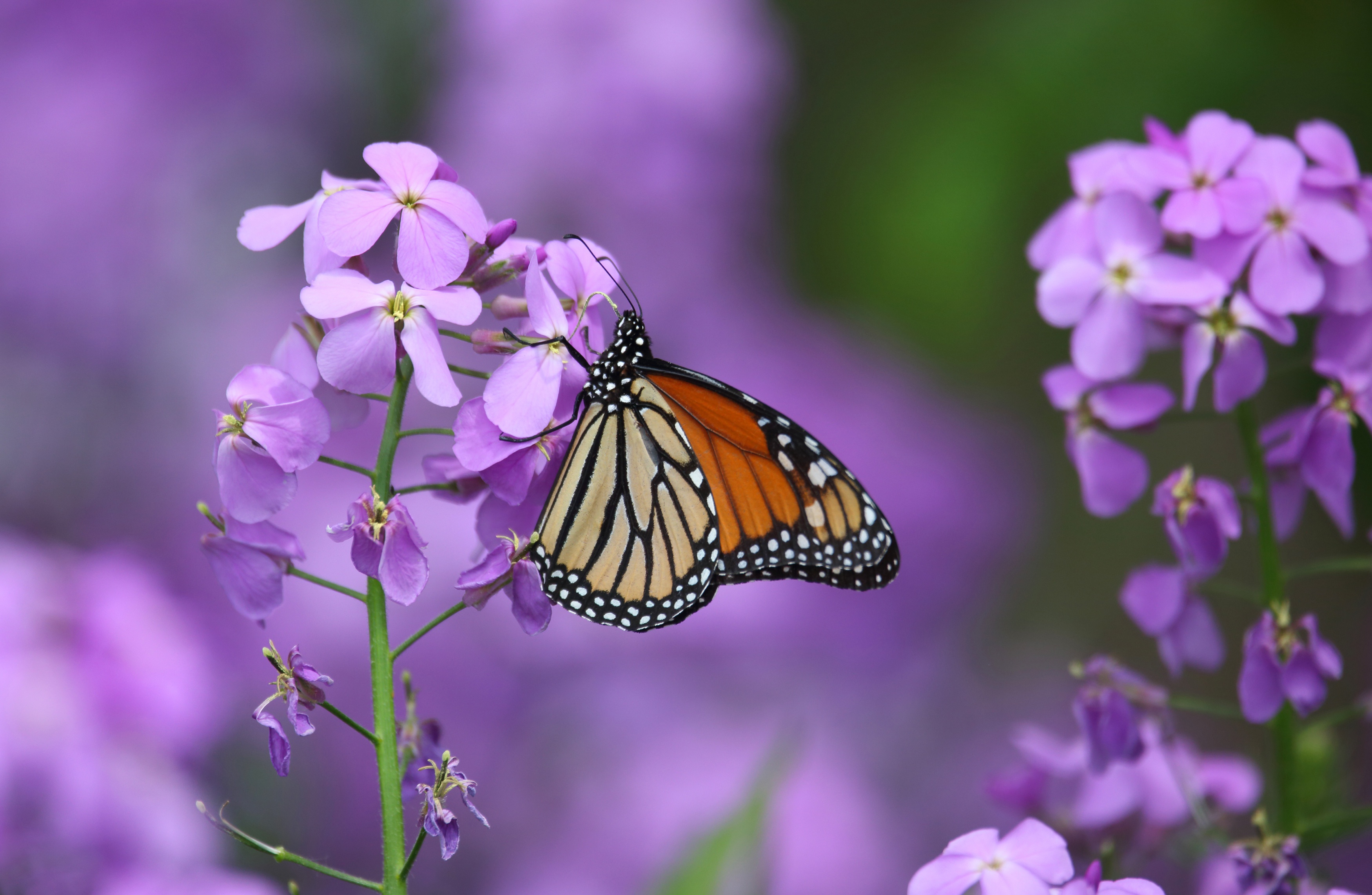 Free download wallpaper Flower, Macro, Insect, Butterfly, Animal, Purple Flower on your PC desktop