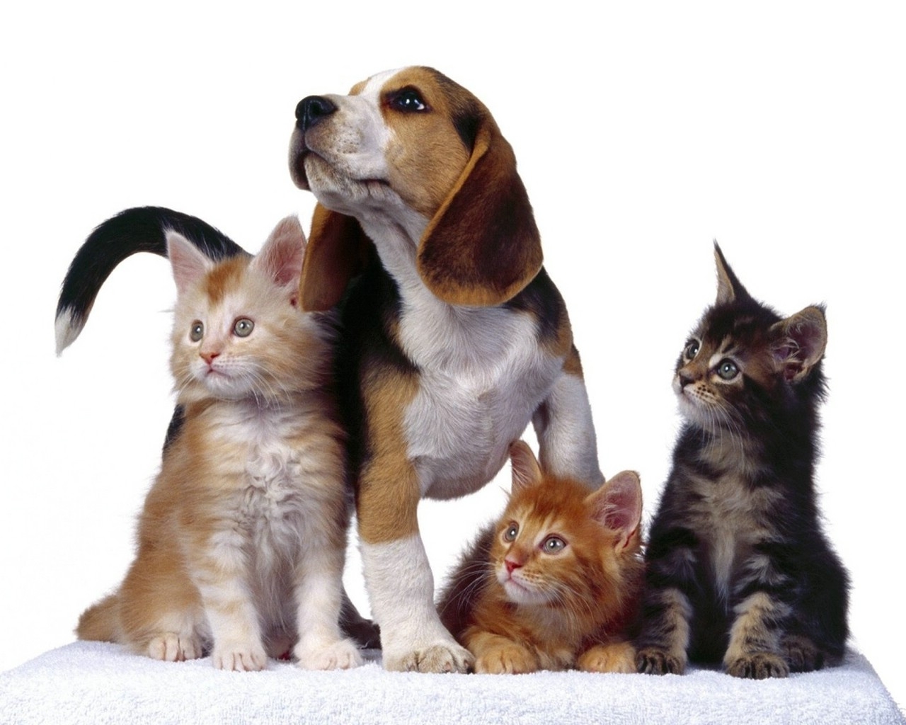 Download mobile wallpaper Animals, Dogs, Cats for free.