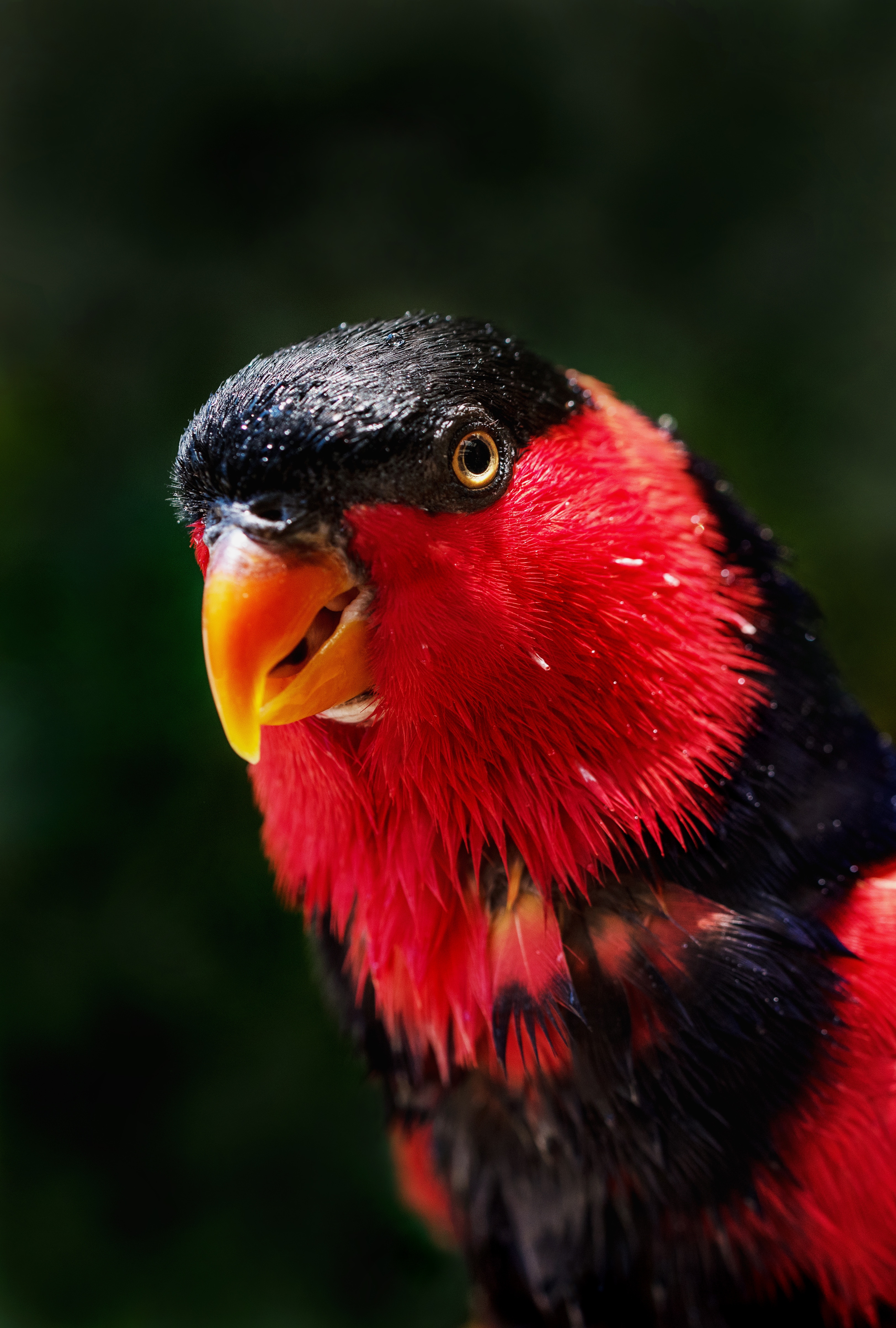 parrots, red, bird, animals, color
