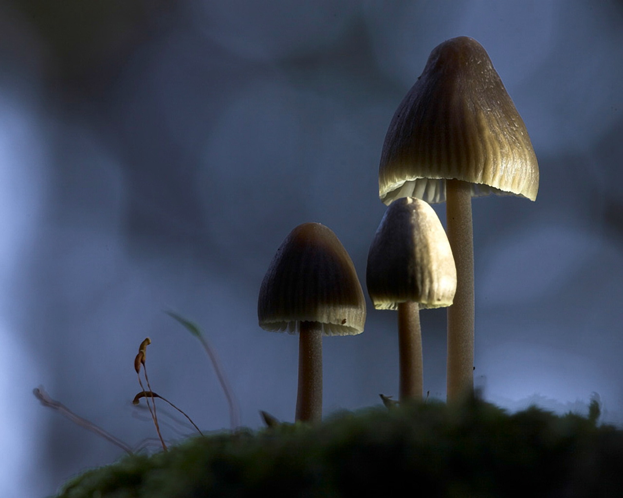mushroom, earth
