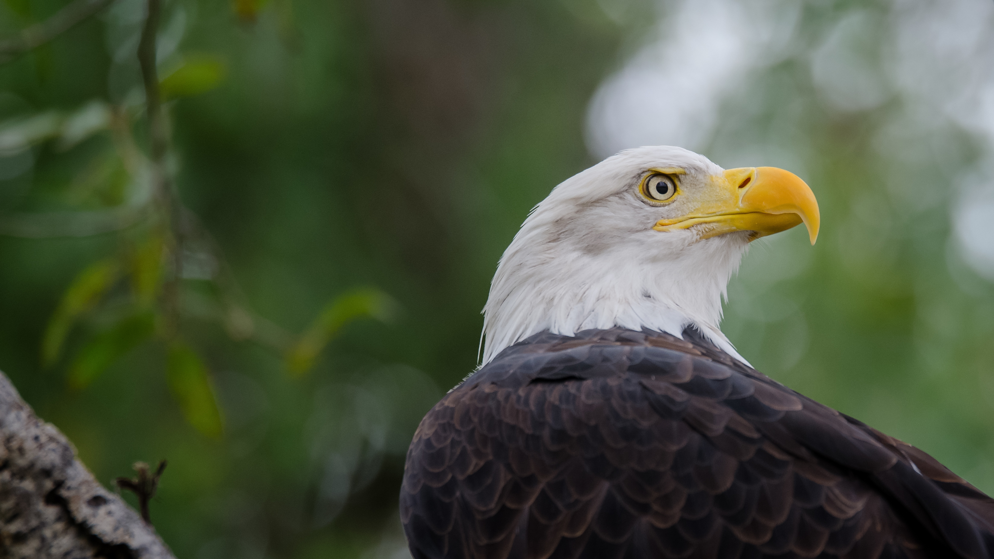 Handy-Wallpaper Tiere, Vögel, Vogel, Adler, Bokeh, Weißkopfseeadler kostenlos herunterladen.