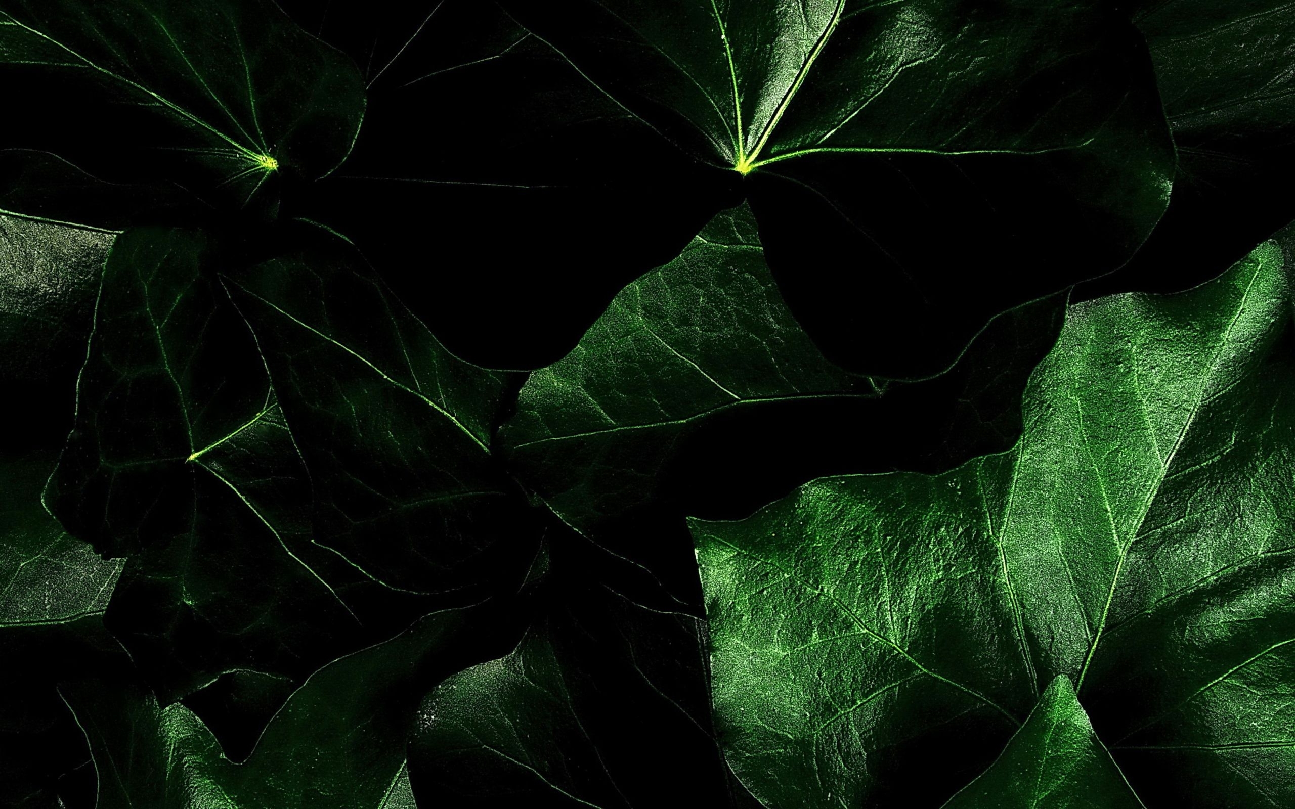 Free download wallpaper Background, Leaves on your PC desktop