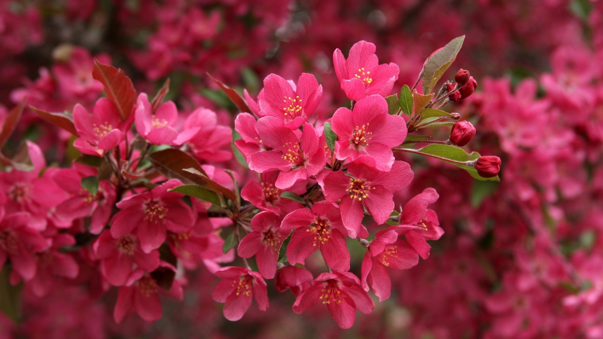 Скачати мобільні шпалери Рожева Квітка, Вишневий Цвіт, Цвітіння, Флауерзи, Природа, Квітка, Земля безкоштовно.