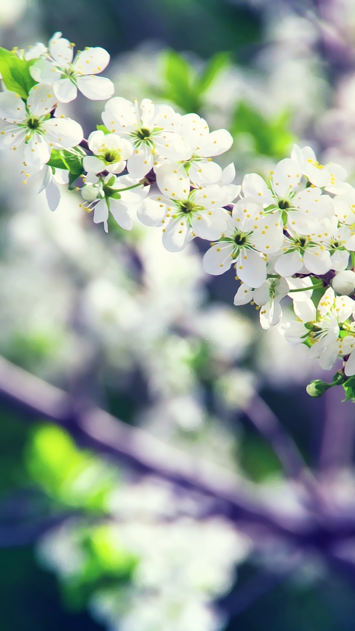 1128032 Bildschirmschoner und Hintergrundbilder Blumen auf Ihrem Telefon. Laden Sie  Bilder kostenlos herunter