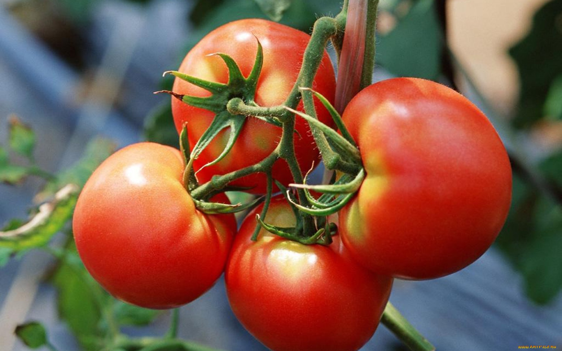 Téléchargez des papiers peints mobile Tomate, Des Fruits, Nourriture gratuitement.