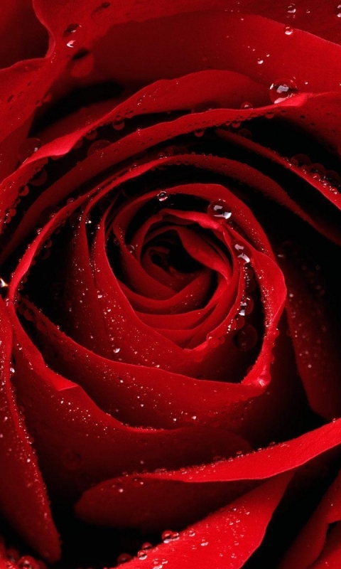 Скачати мобільні шпалери Роза, Земля, Червона Троянда, Флауерзи безкоштовно.