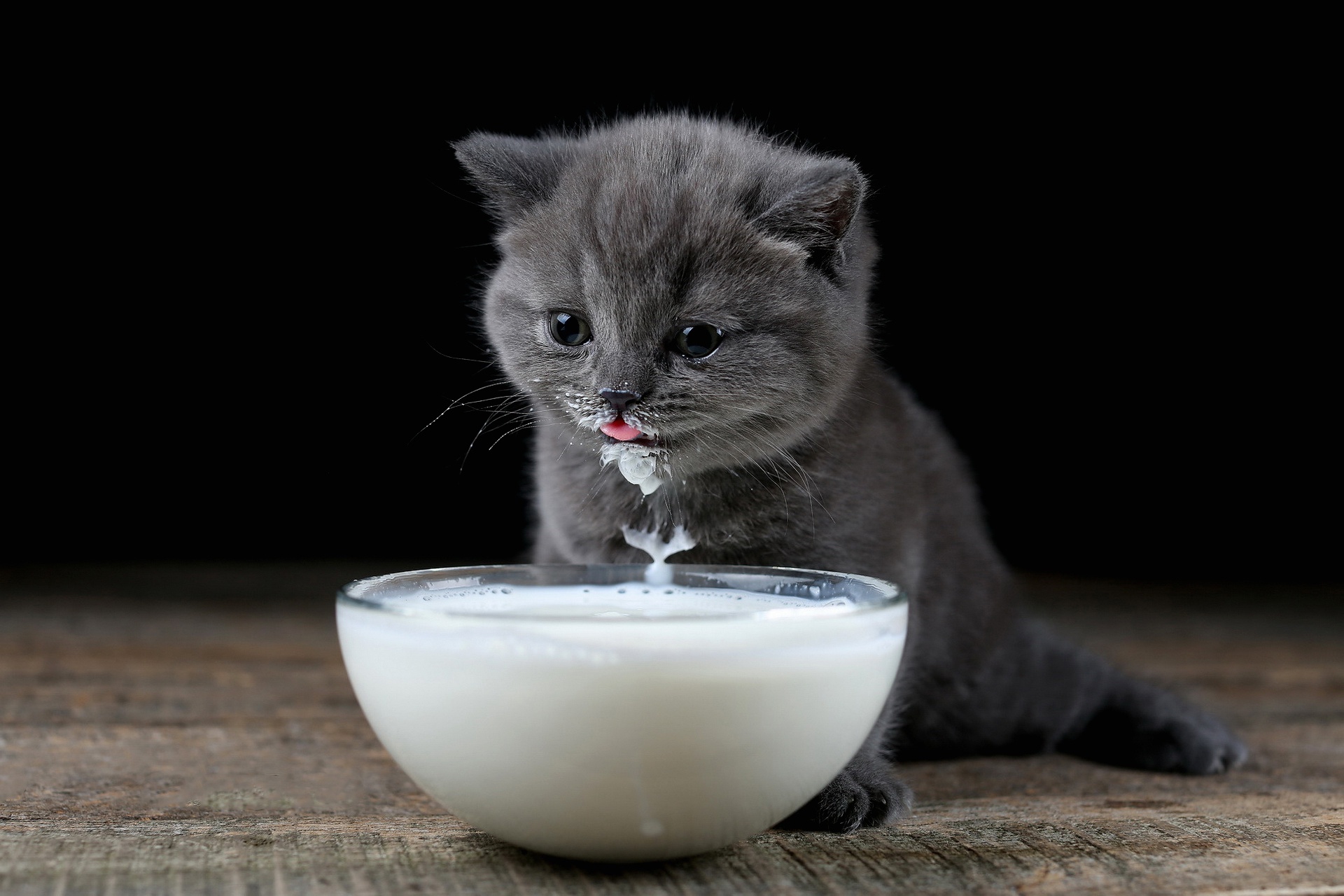 Téléchargez gratuitement l'image Animaux, Chats, Chat, Chaton, Bébé Animal, Du Lait sur le bureau de votre PC