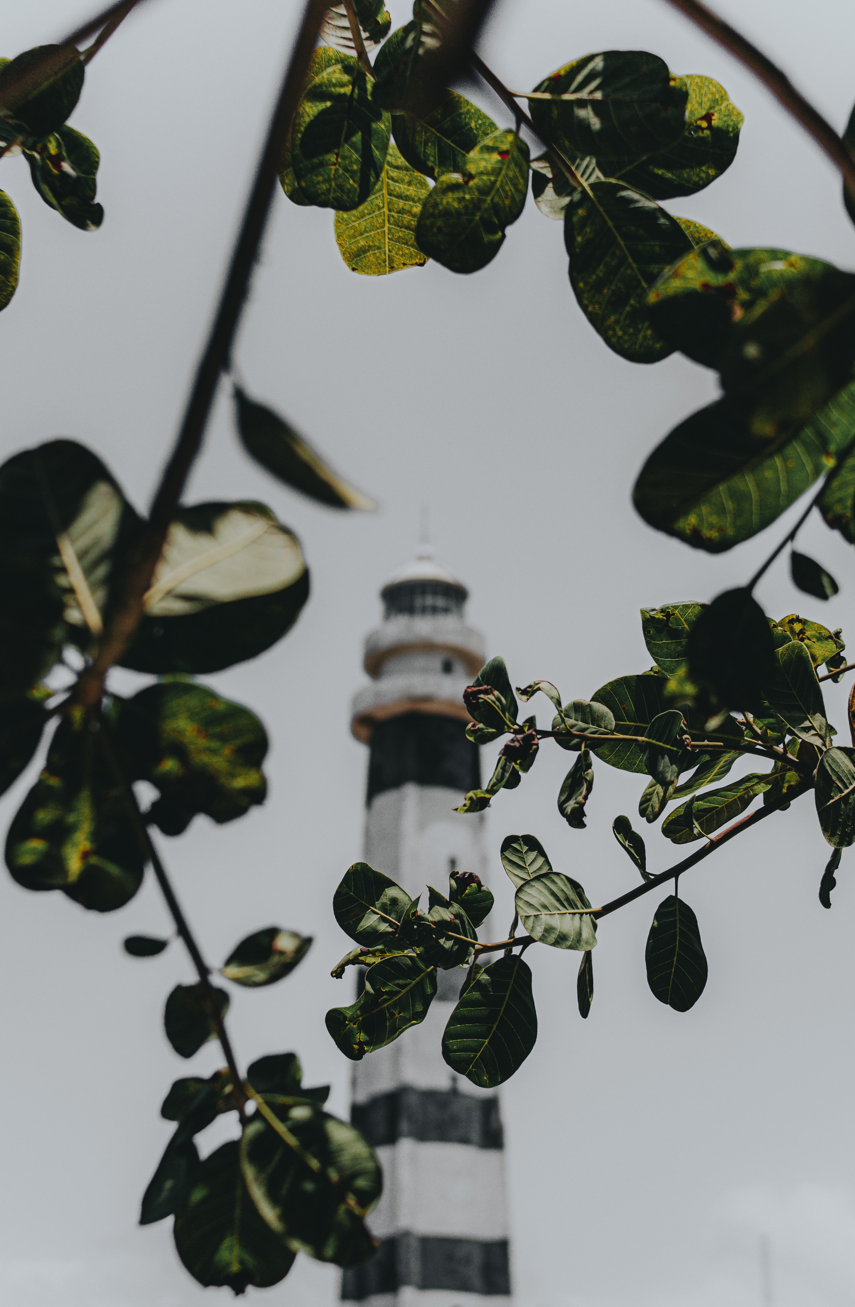 building, branches, nature, leaves, lighthouse HD wallpaper