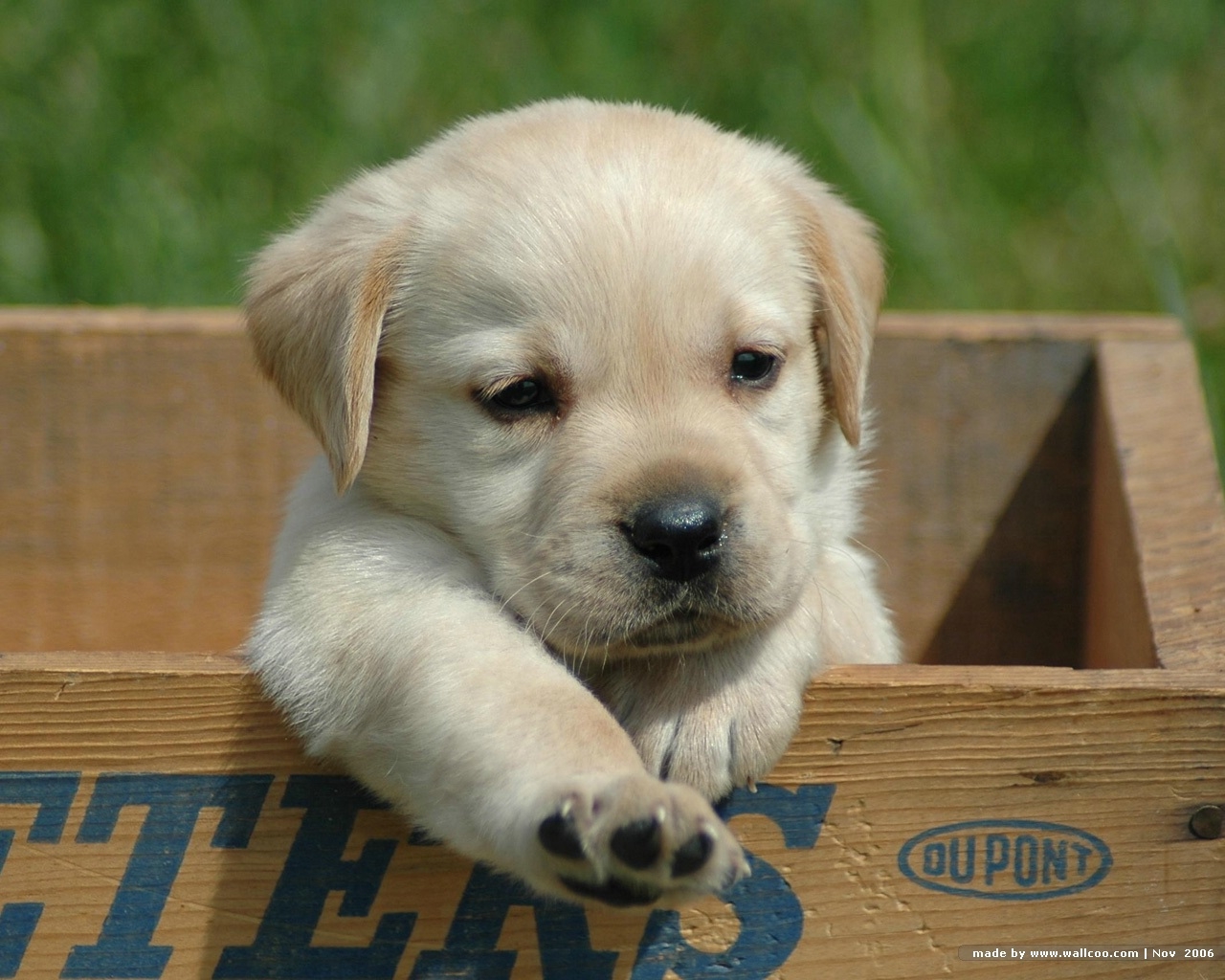 Téléchargez des papiers peints mobile Animaux, Chien gratuitement.