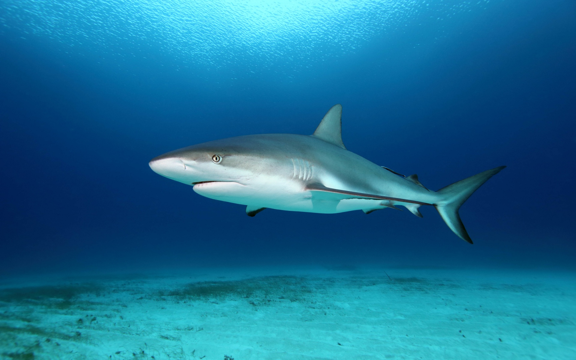 Free download wallpaper Sharks, Animal, Fish, Underwater, Shark on your PC desktop